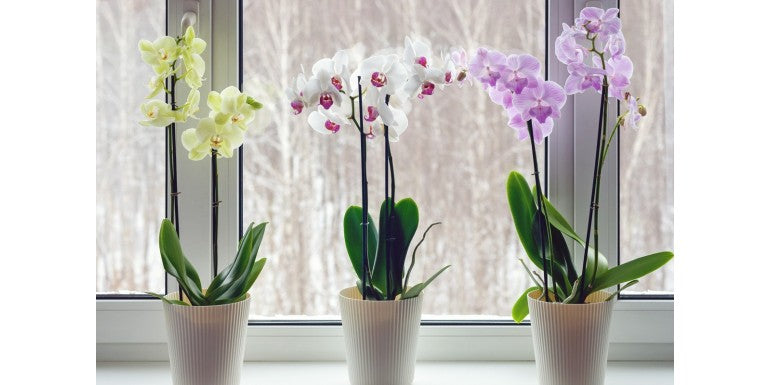 Orhidee artificiala vs orhidee naturala: care sunt avantajele?