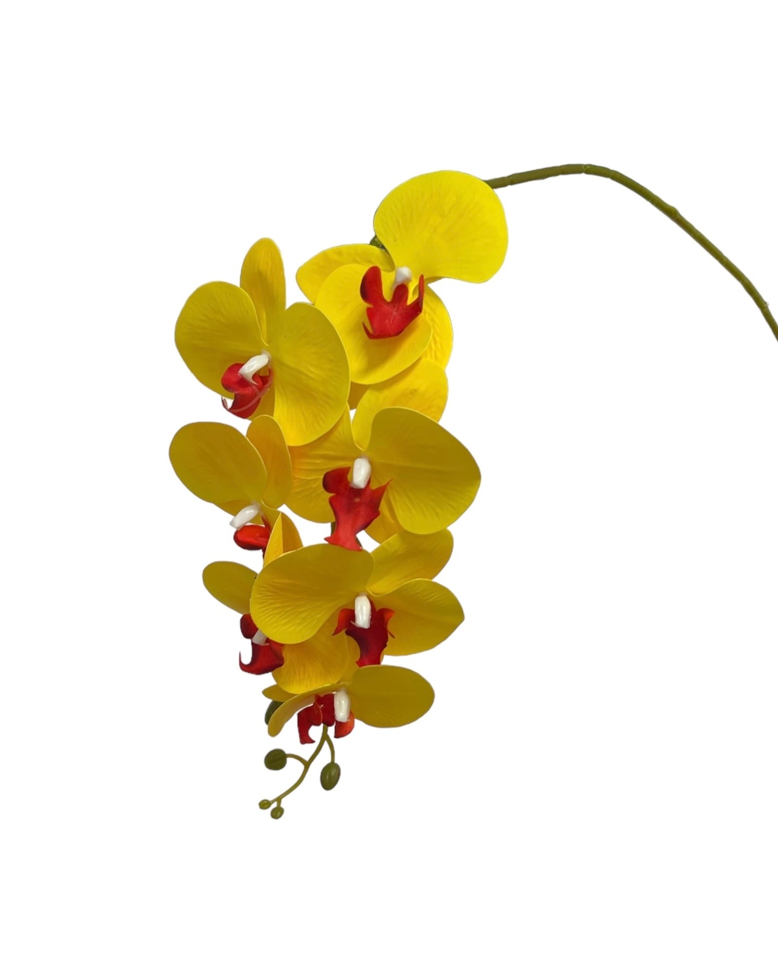 Photoroom_20240823_131913