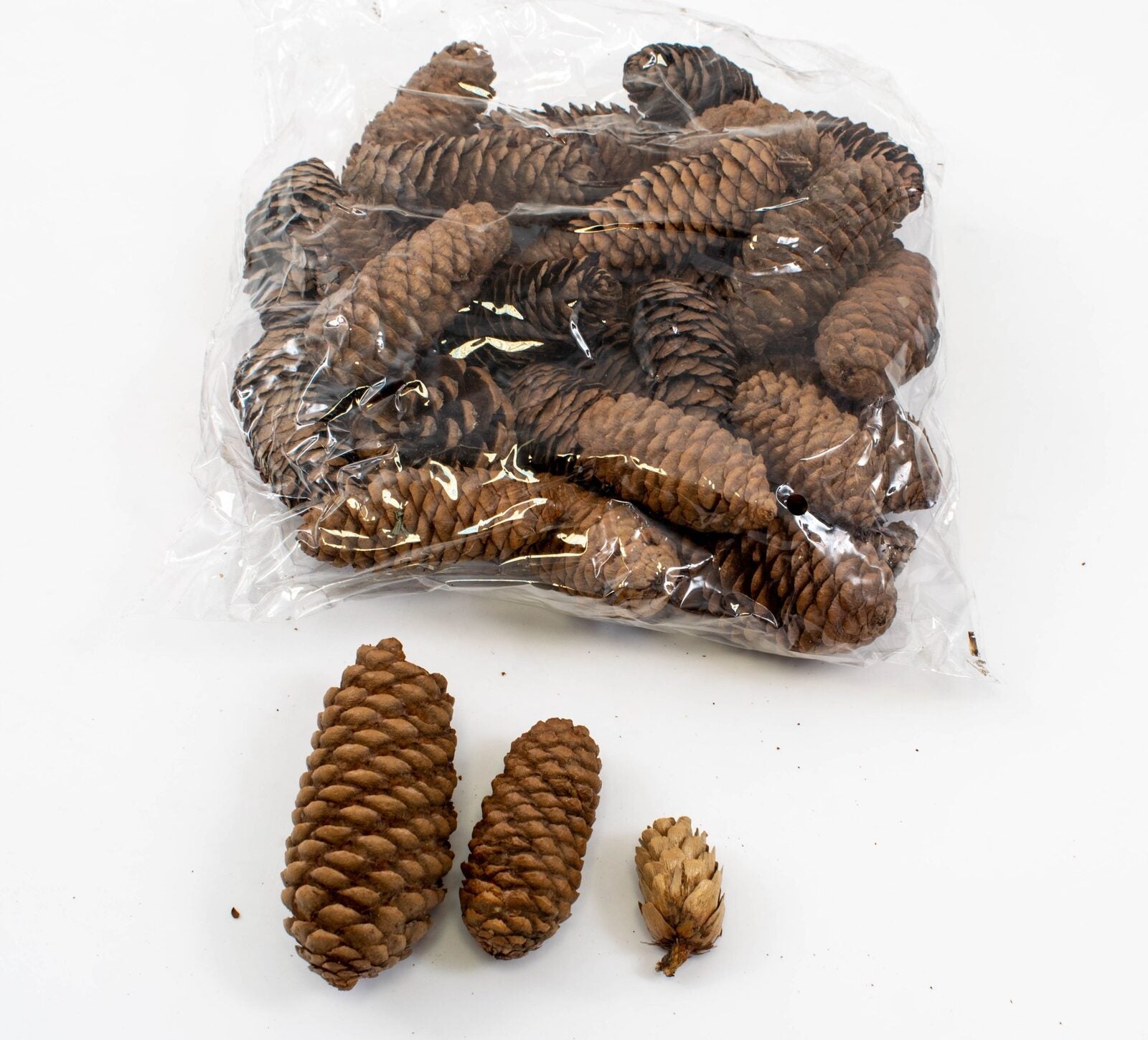 conuri-de-brad-lungi