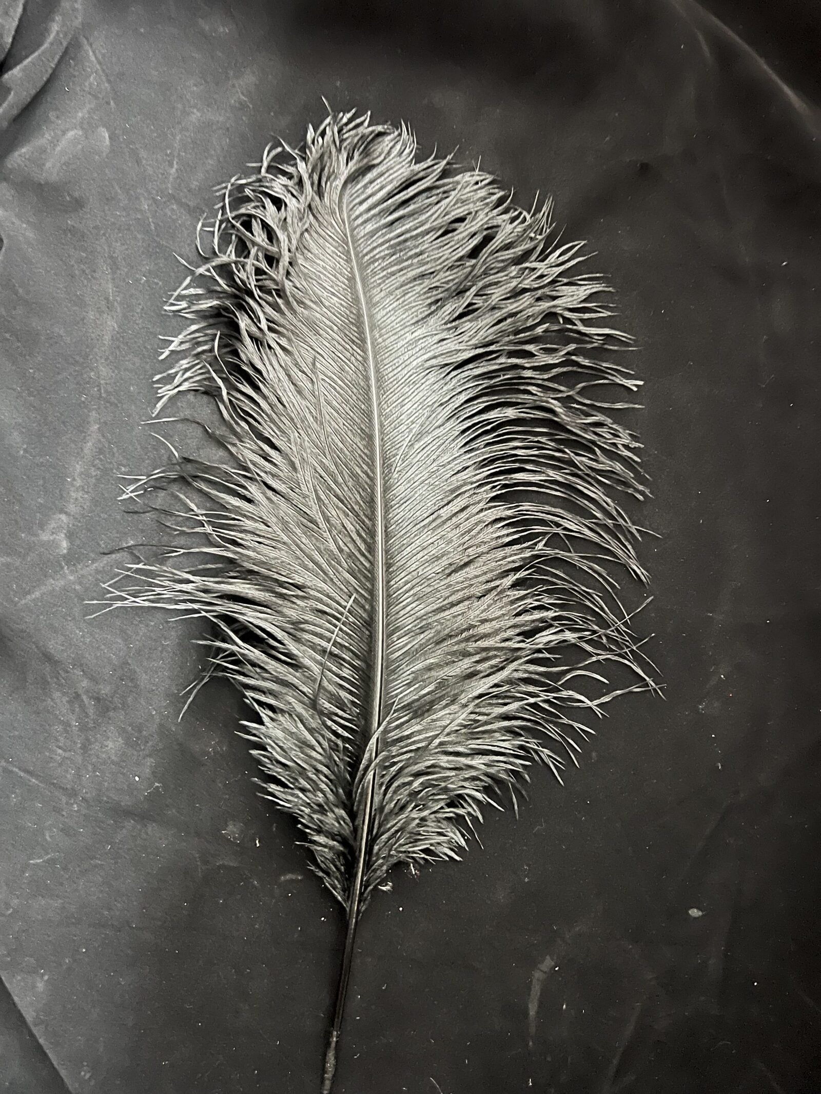 Pene De Strut Alb 45-50cm 10/set