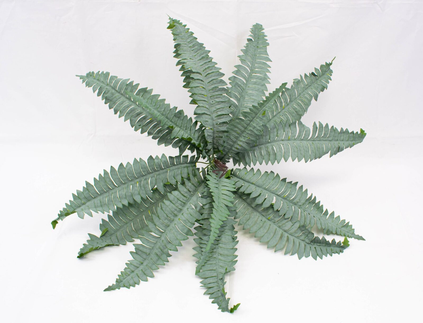 buchet-frunze-feriga-brumata