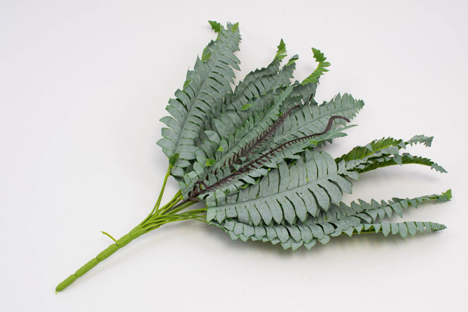 buchet-frunze-feriga-brumata