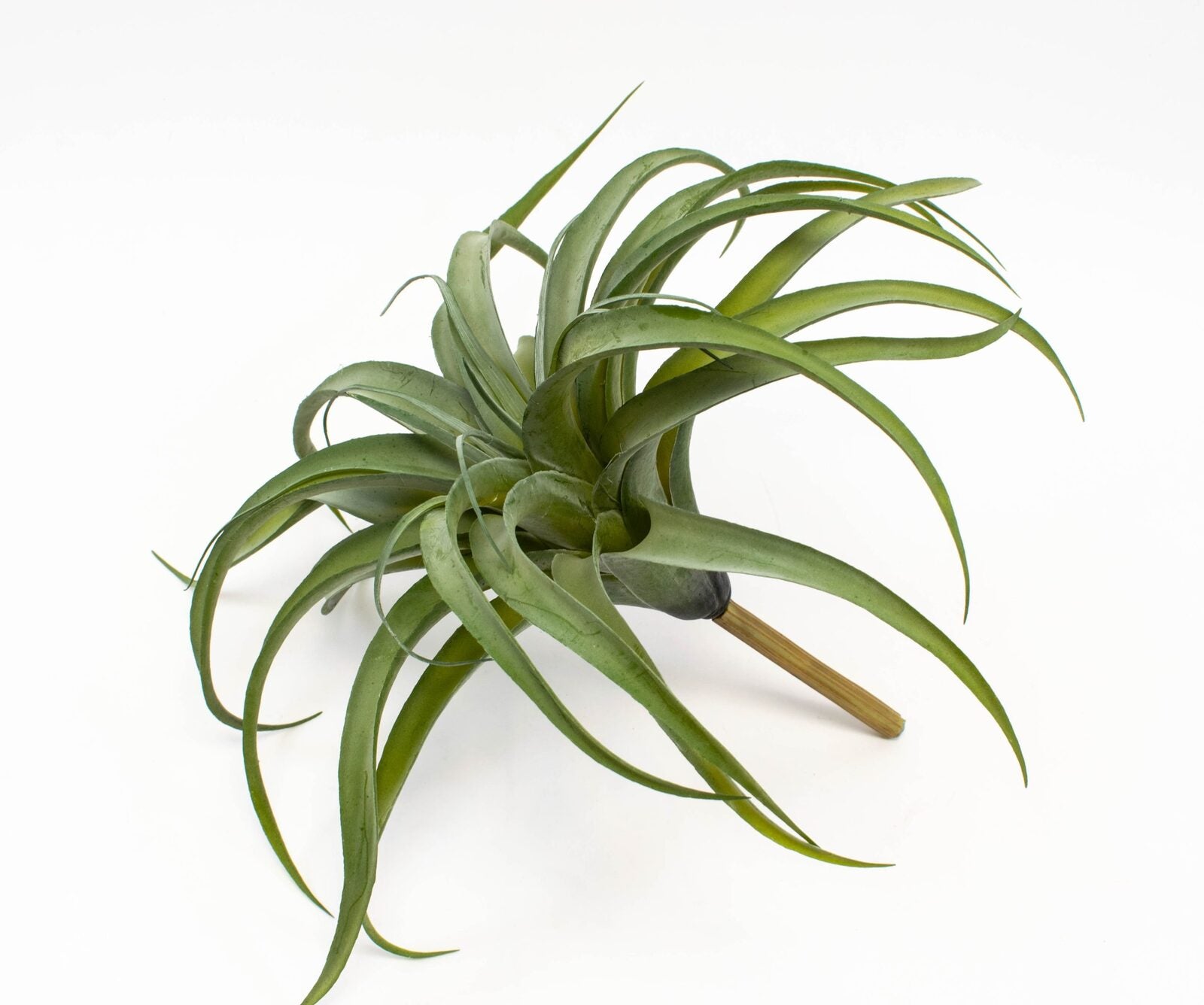 plante-suculente-caracatita