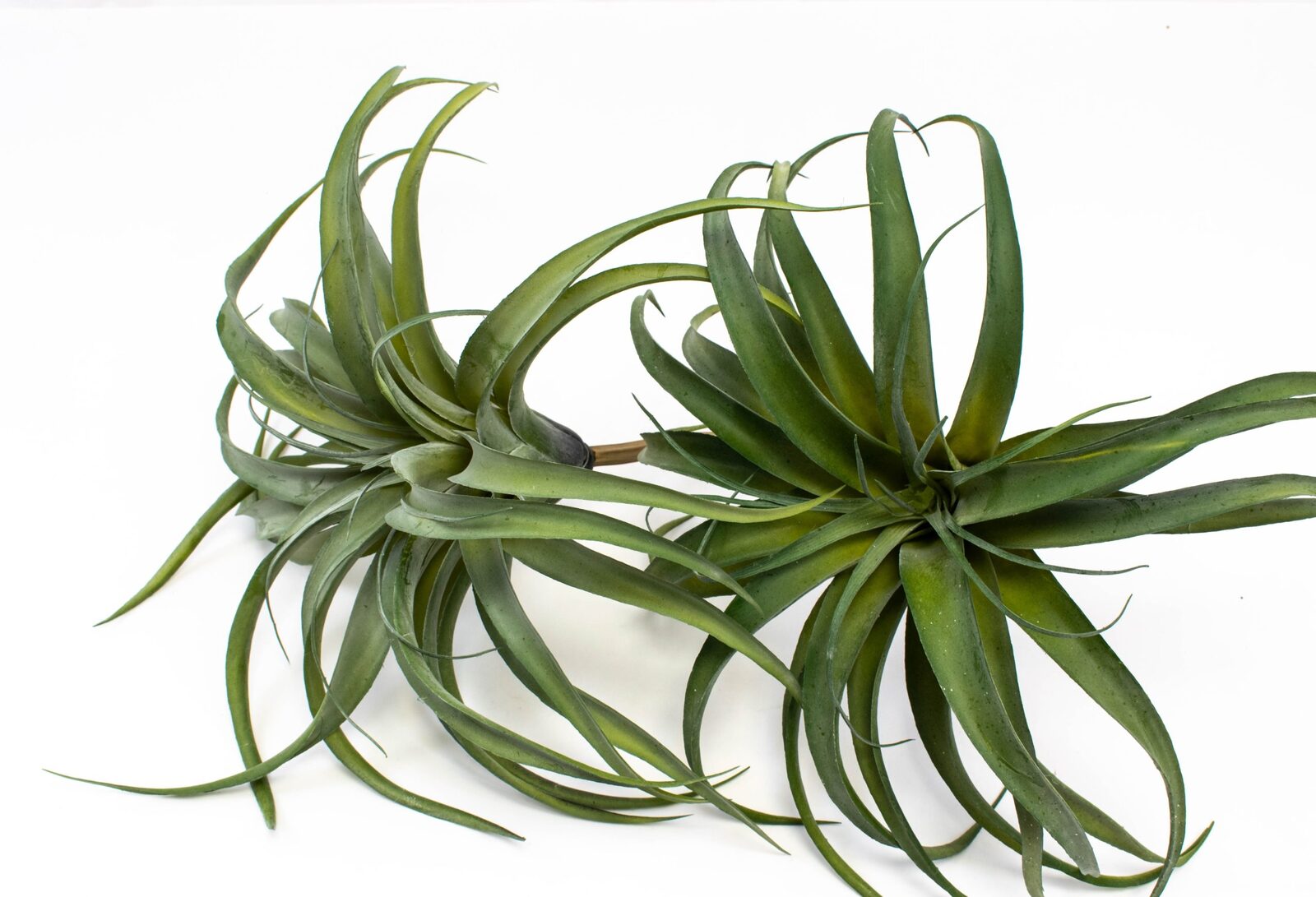 plante-suculente-caracatita