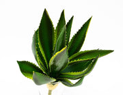 plante-suculente-aloe-40cm