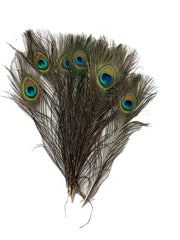 pene-de-paun-25set-25-30cm