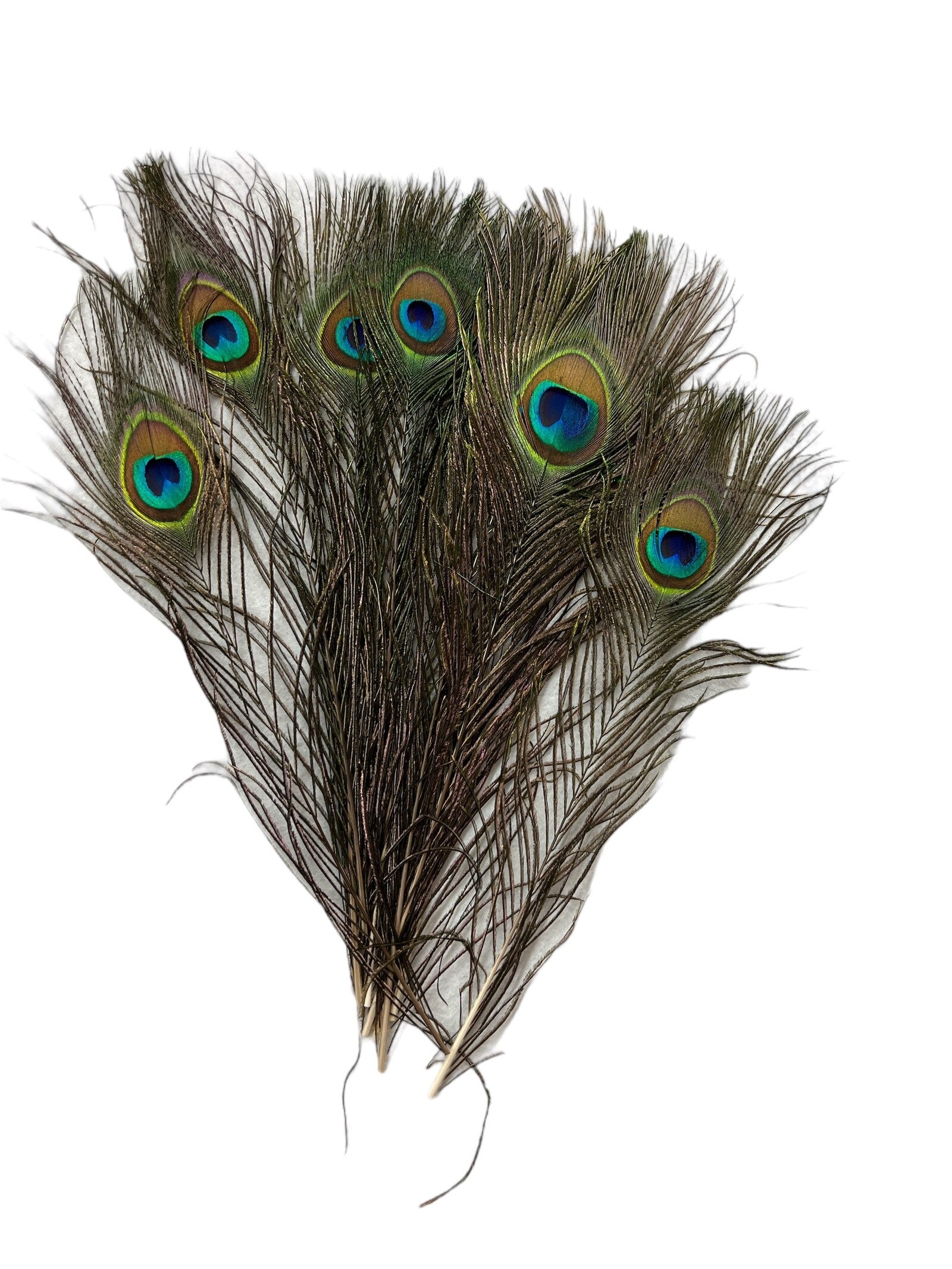 pene-de-paun-25set-25-30cm