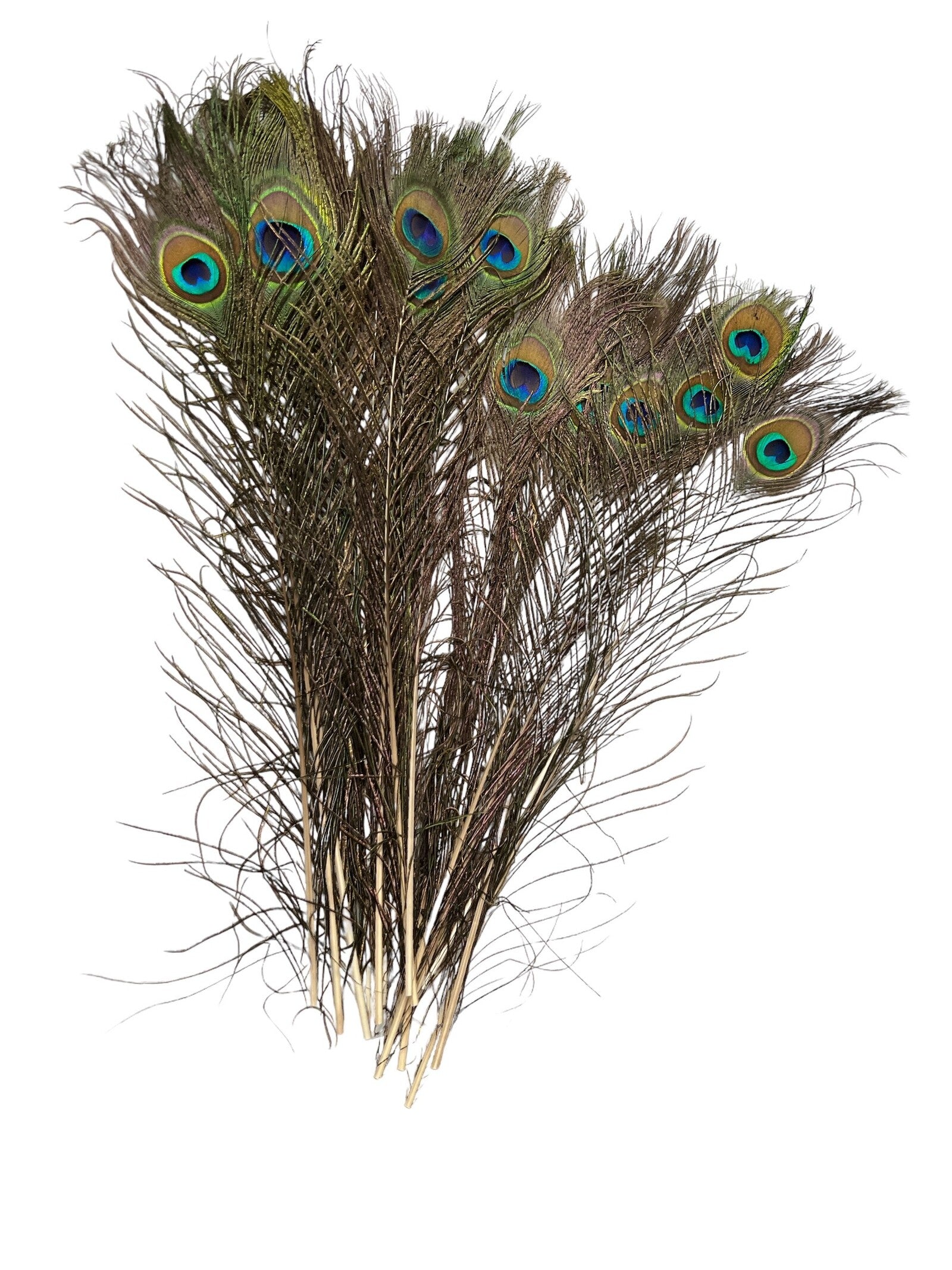 pene-de-paun-25set-40-50cm