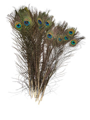 pene-de-paun-25set-40-50cm