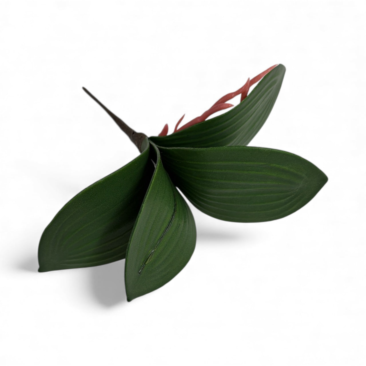 Photoroom_20251211_151246