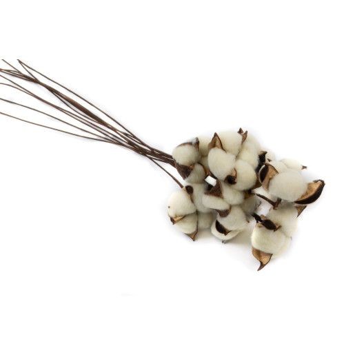 flori-bumbac-50set-crem-sarma-lunga