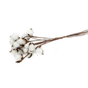 flori-bumbac-50set-alb-sarma-lunga