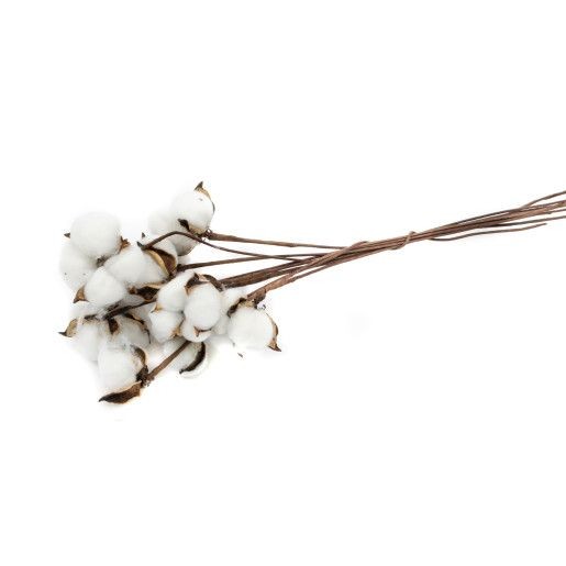 flori-bumbac-50set-alb-sarma-lunga