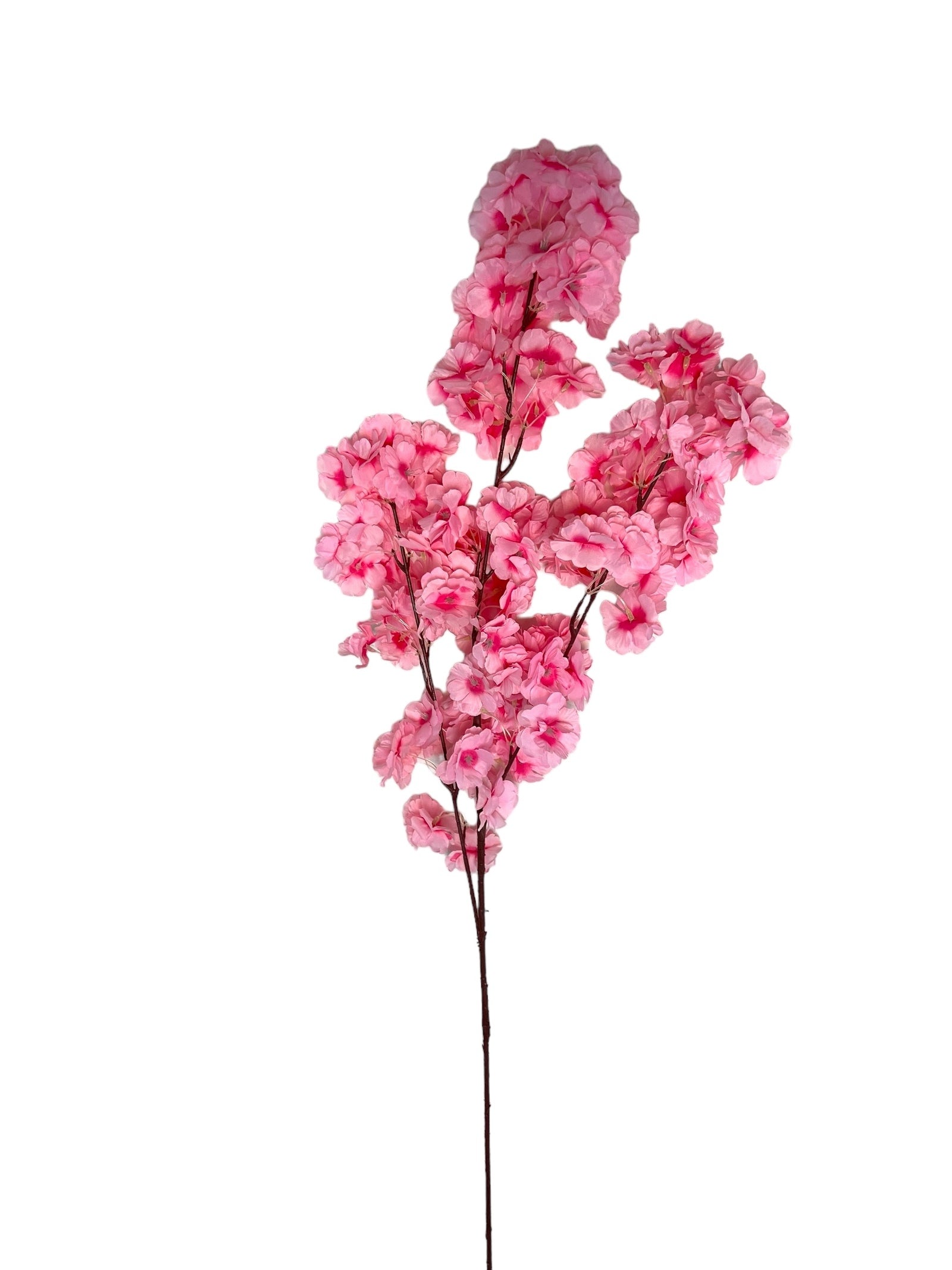 Photoroom_20240816_143008