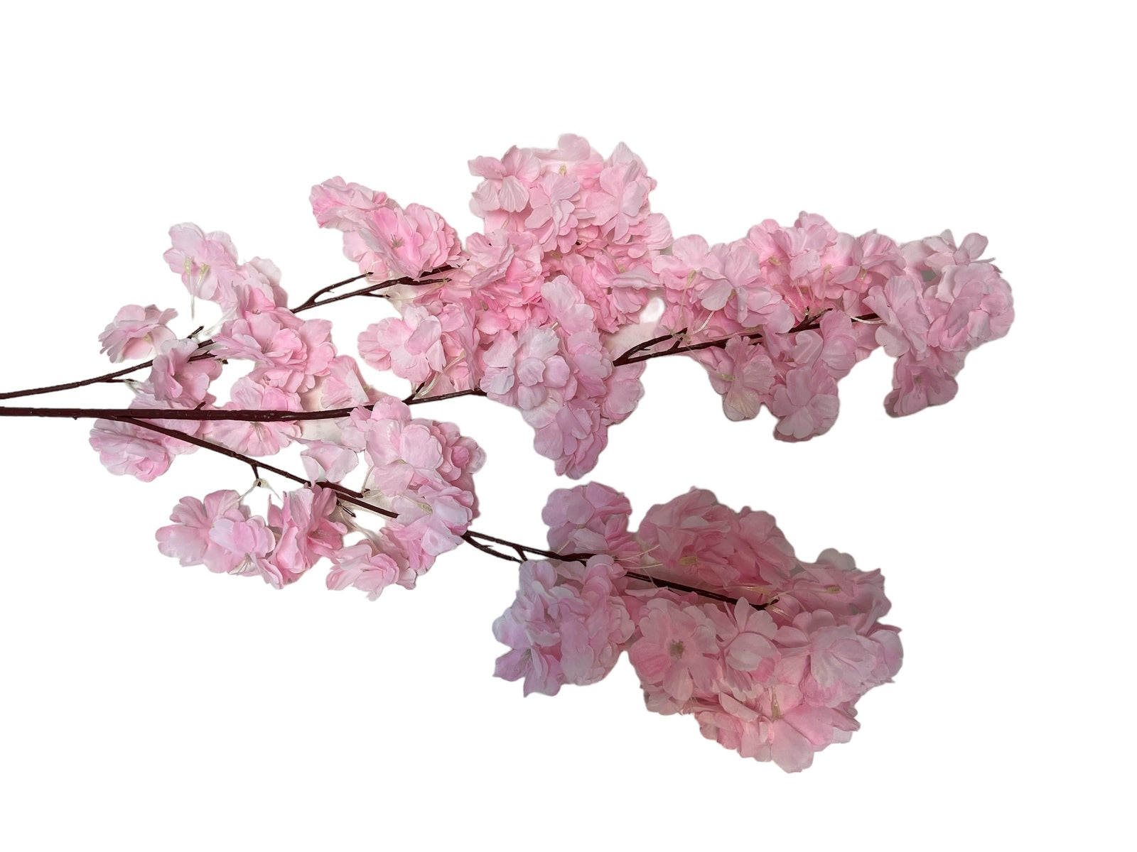 Photoroom_20240816_142446