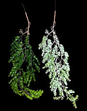 creanga-frunze-decorativa-2set-04