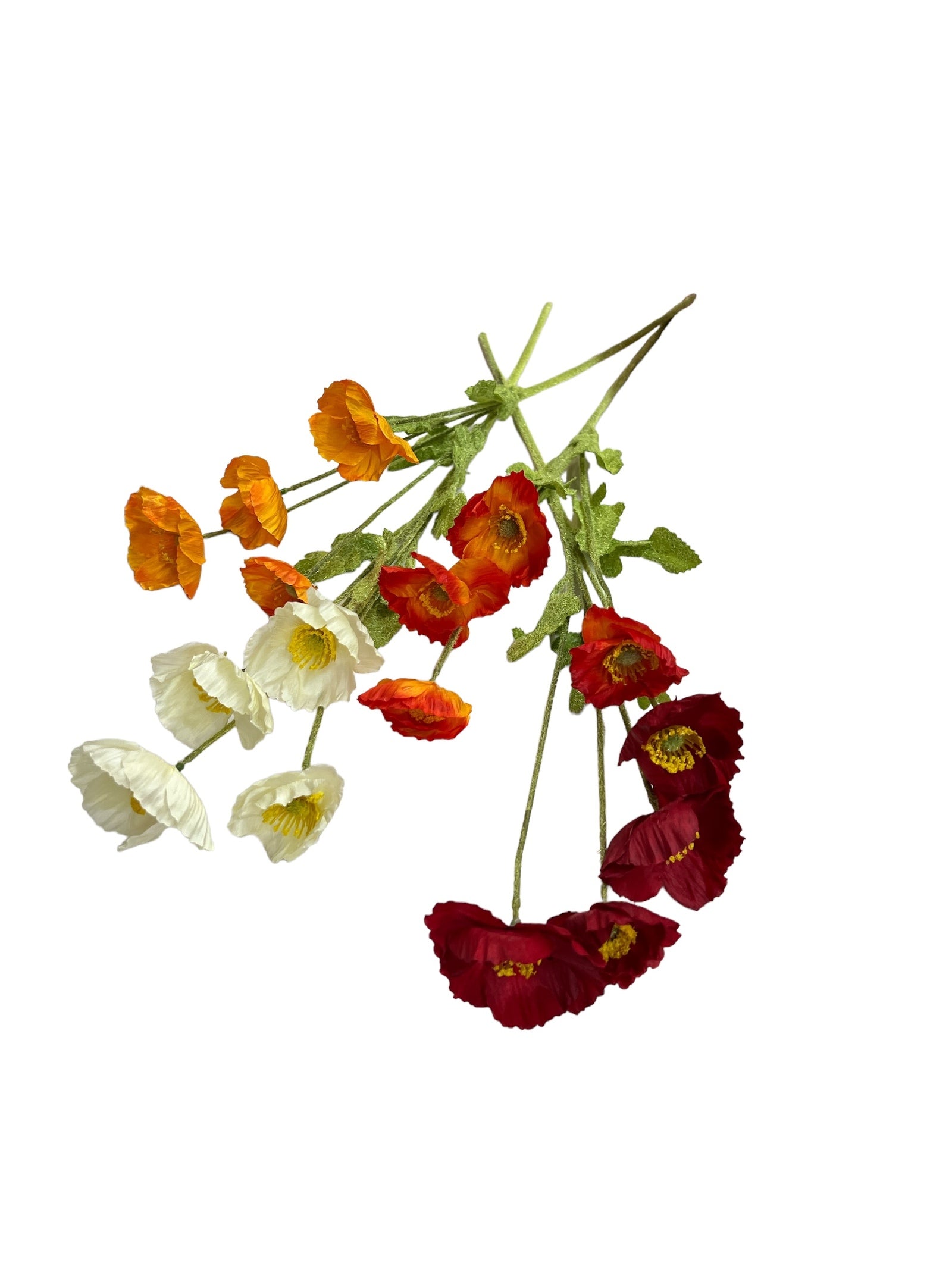 Photoroom_20240523_144711