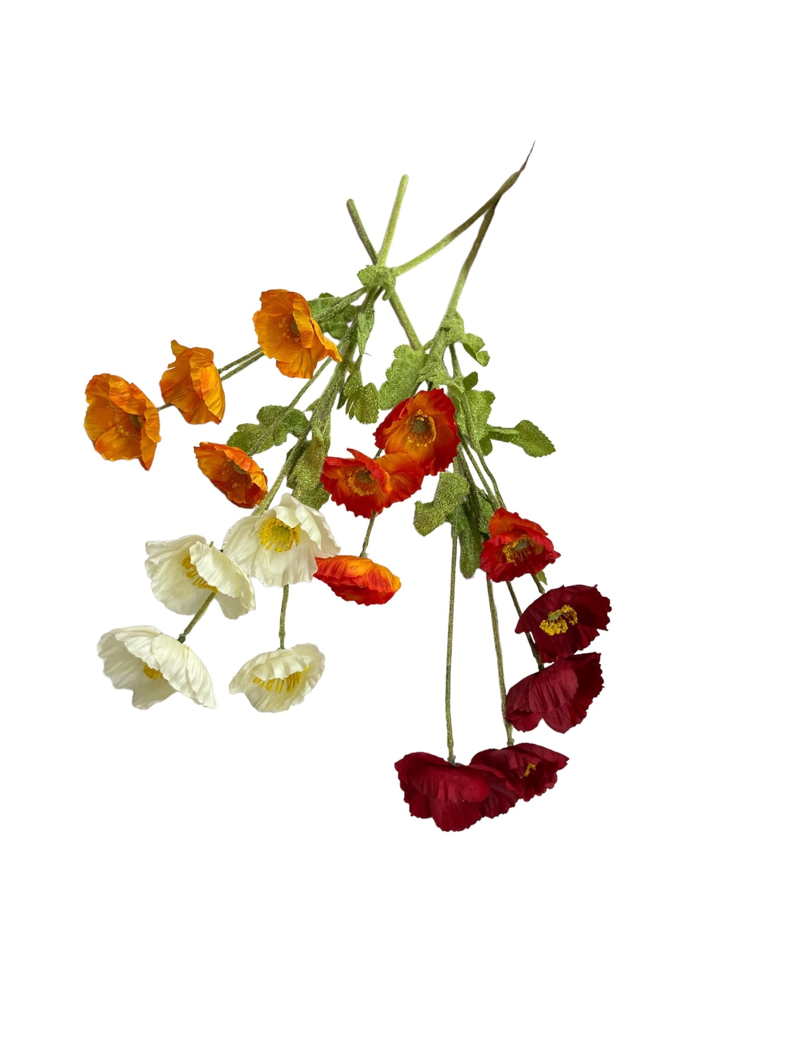 Photoroom_20240523_144849