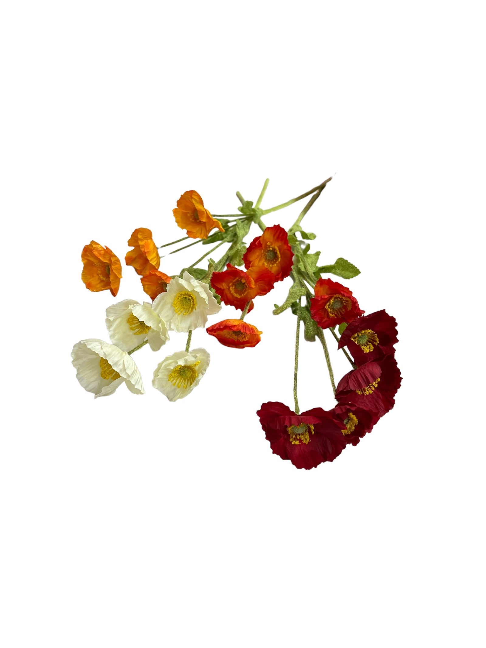 Photoroom_20240523_144924