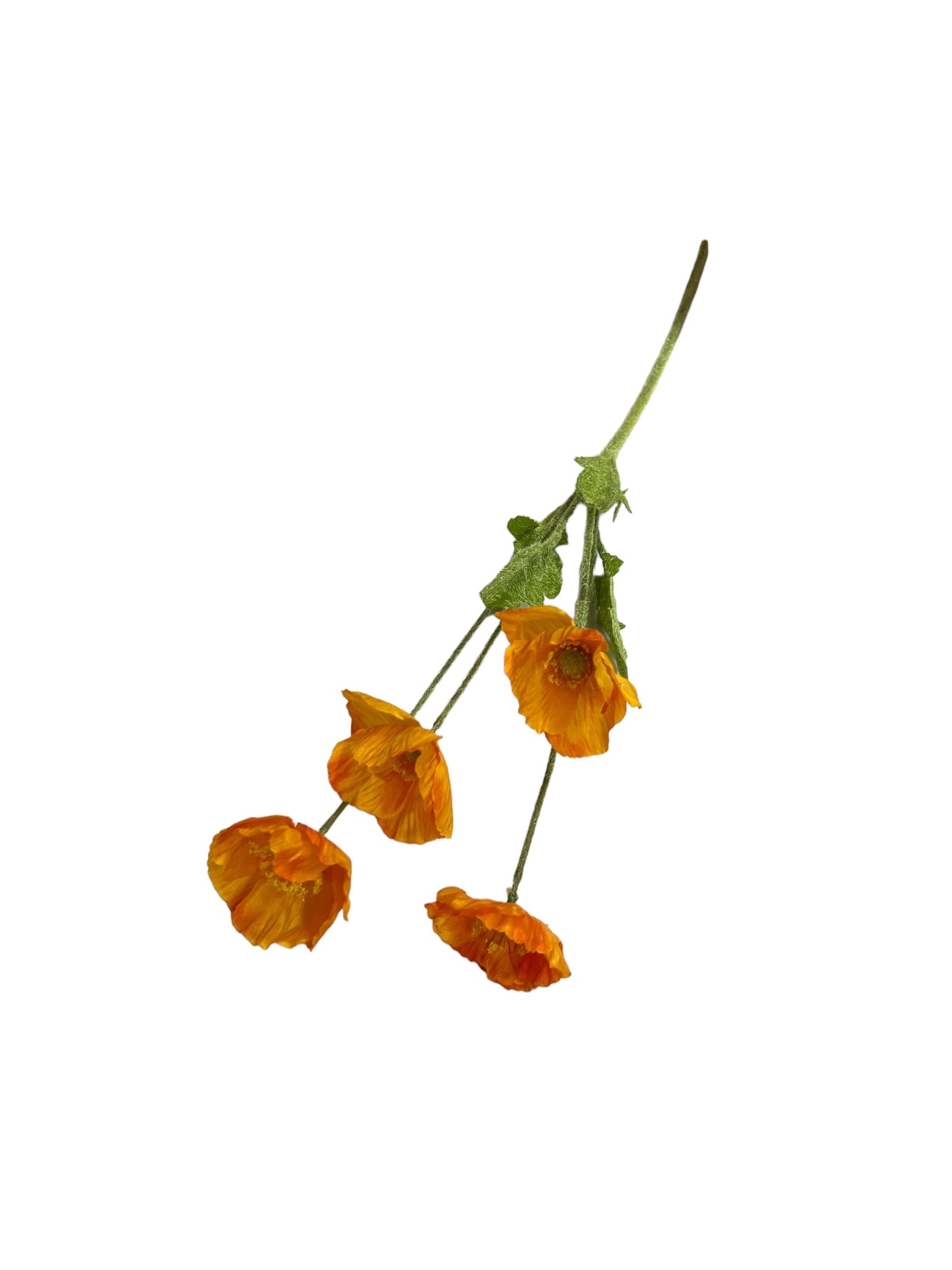 Photoroom_20240523_145044