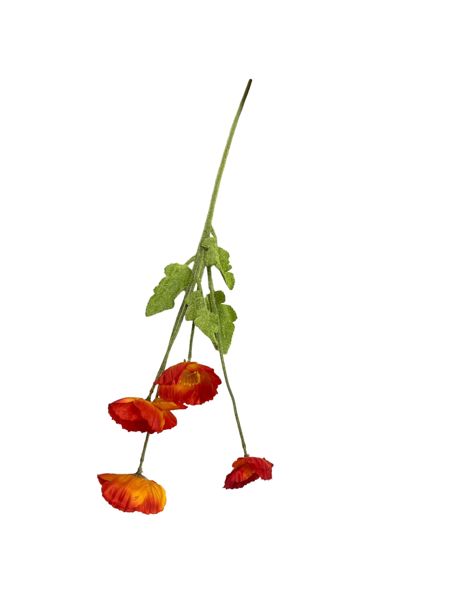 Photoroom_20240523_145215