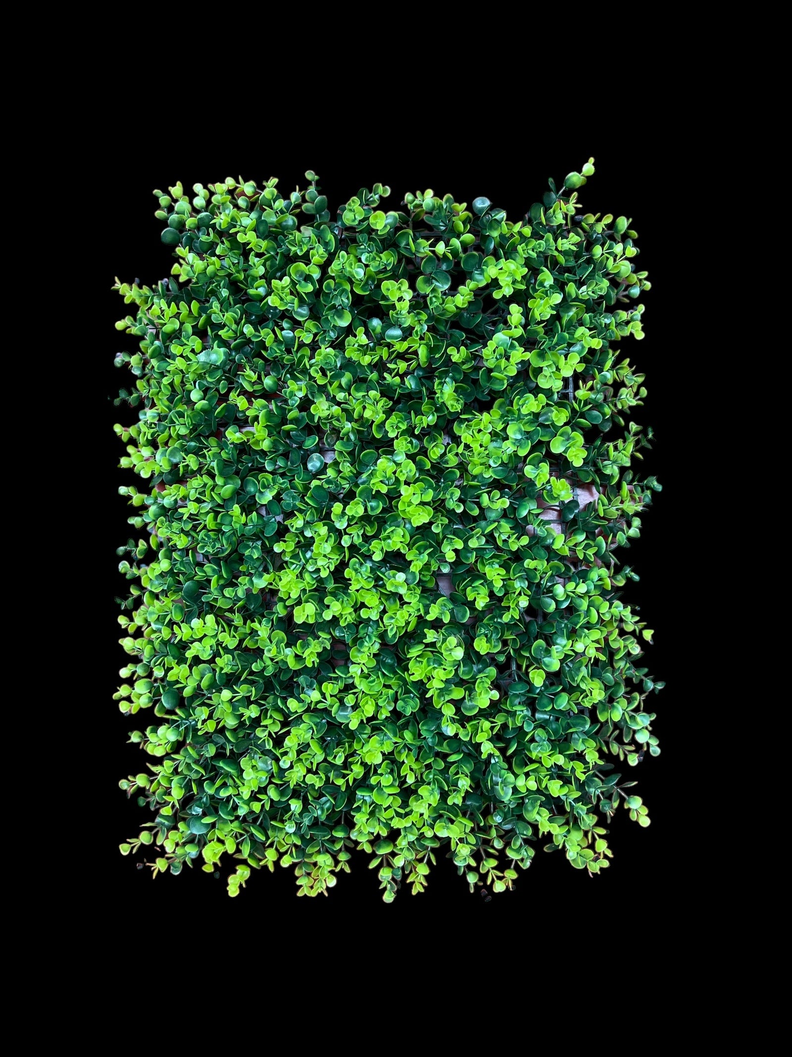 Photoroom_20240815_130608