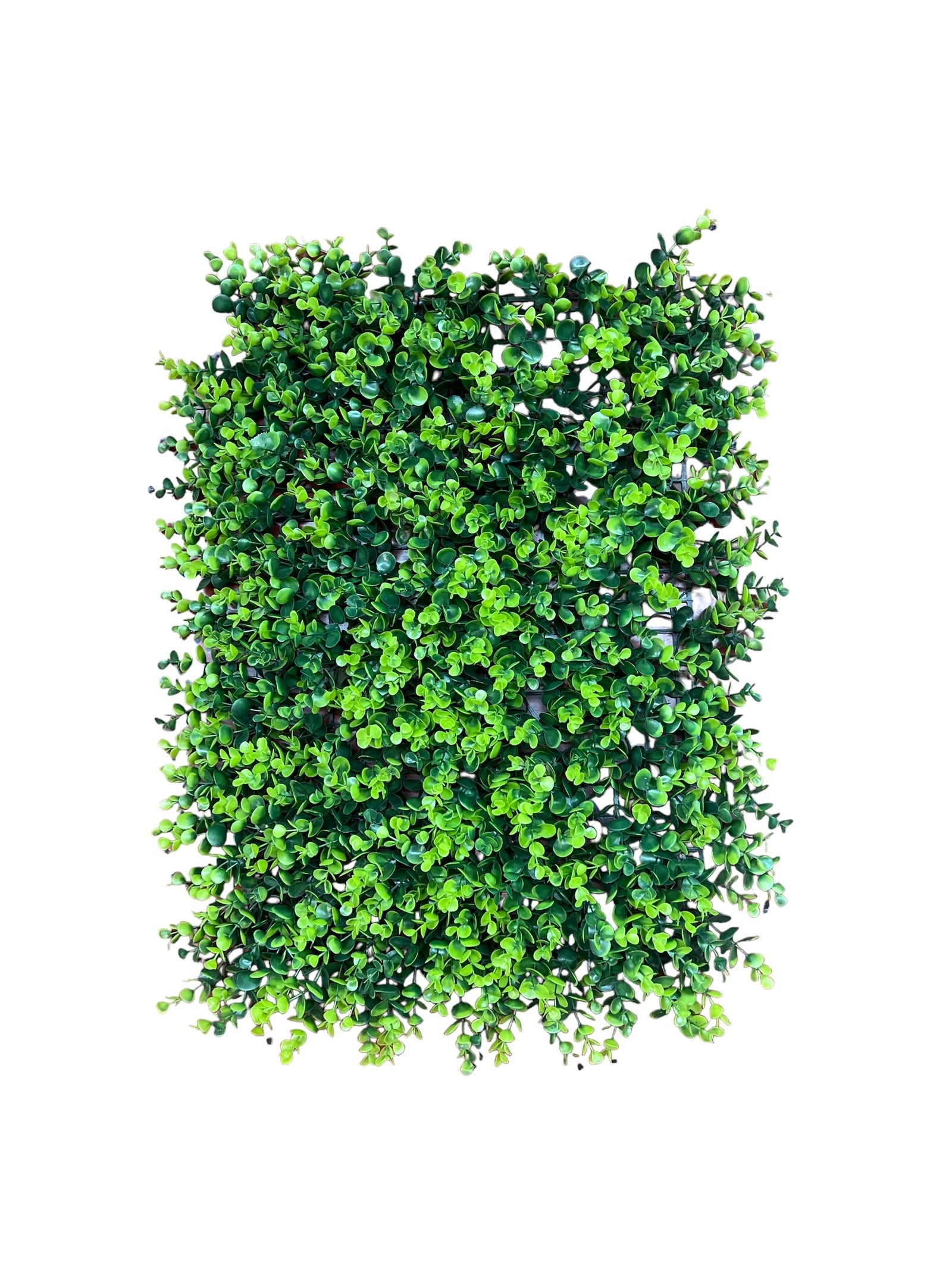 Photoroom_20240815_130633