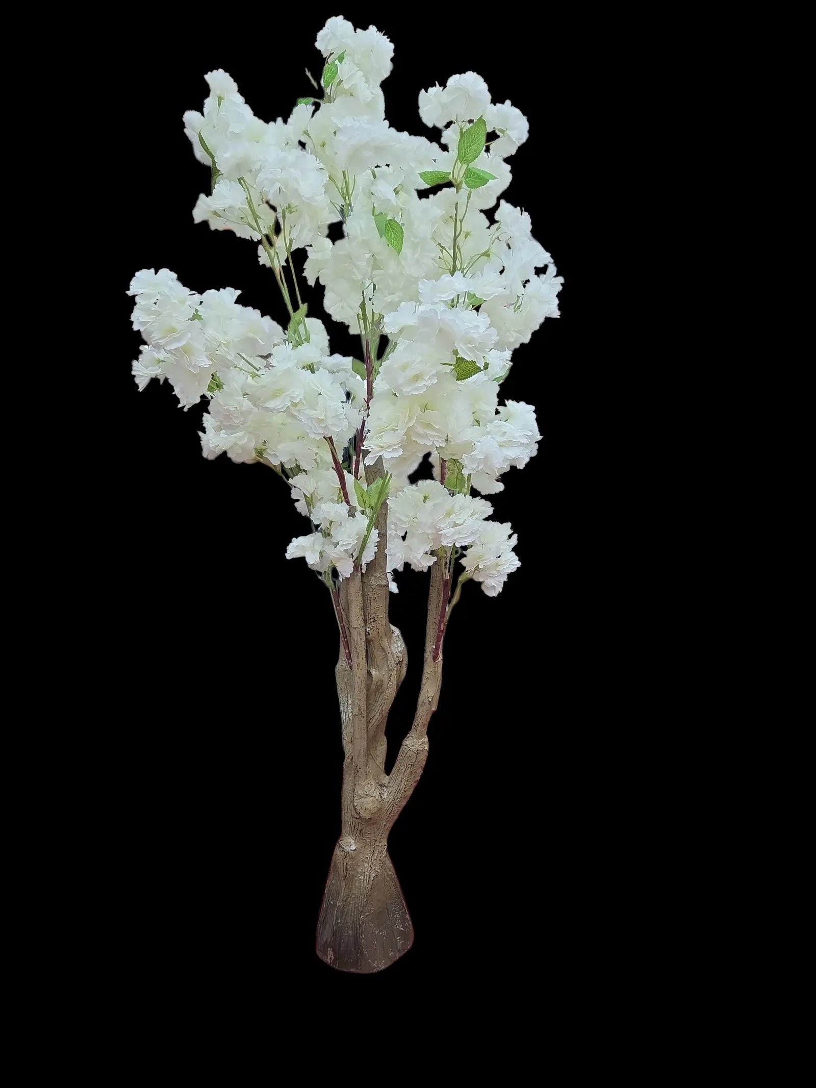 IMG_2586379834537741574 (1)