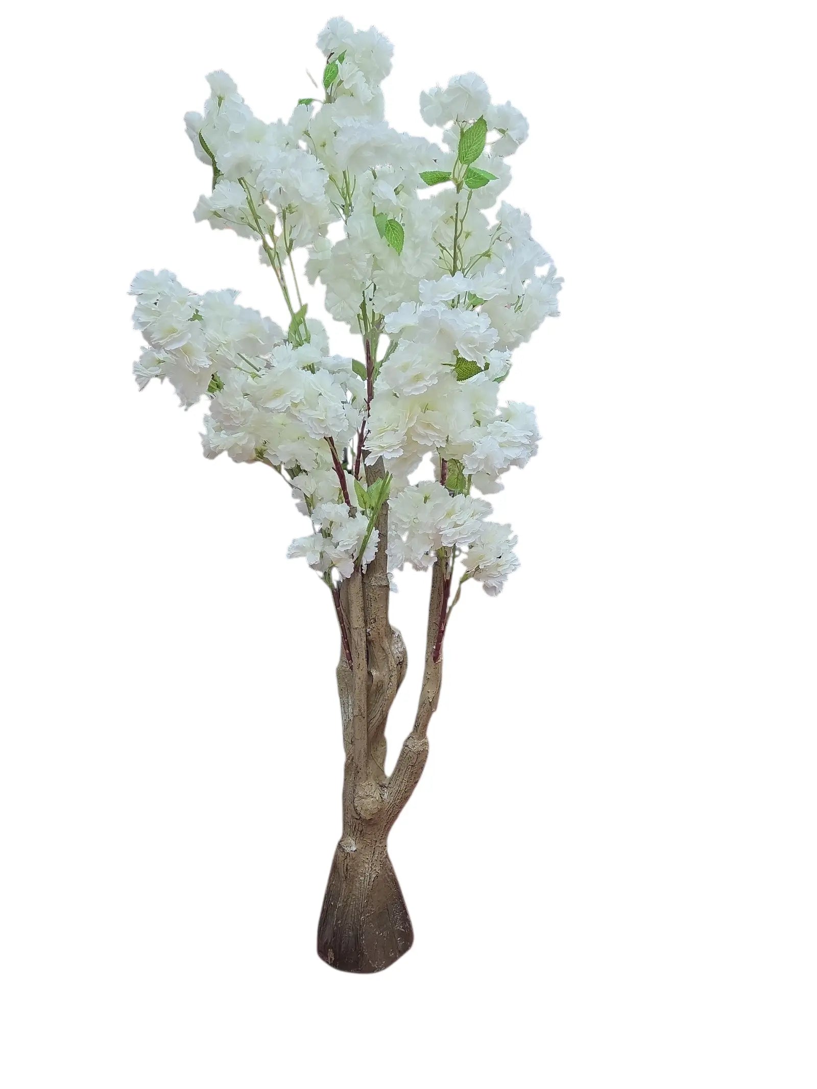 IMG_2586379834537741574