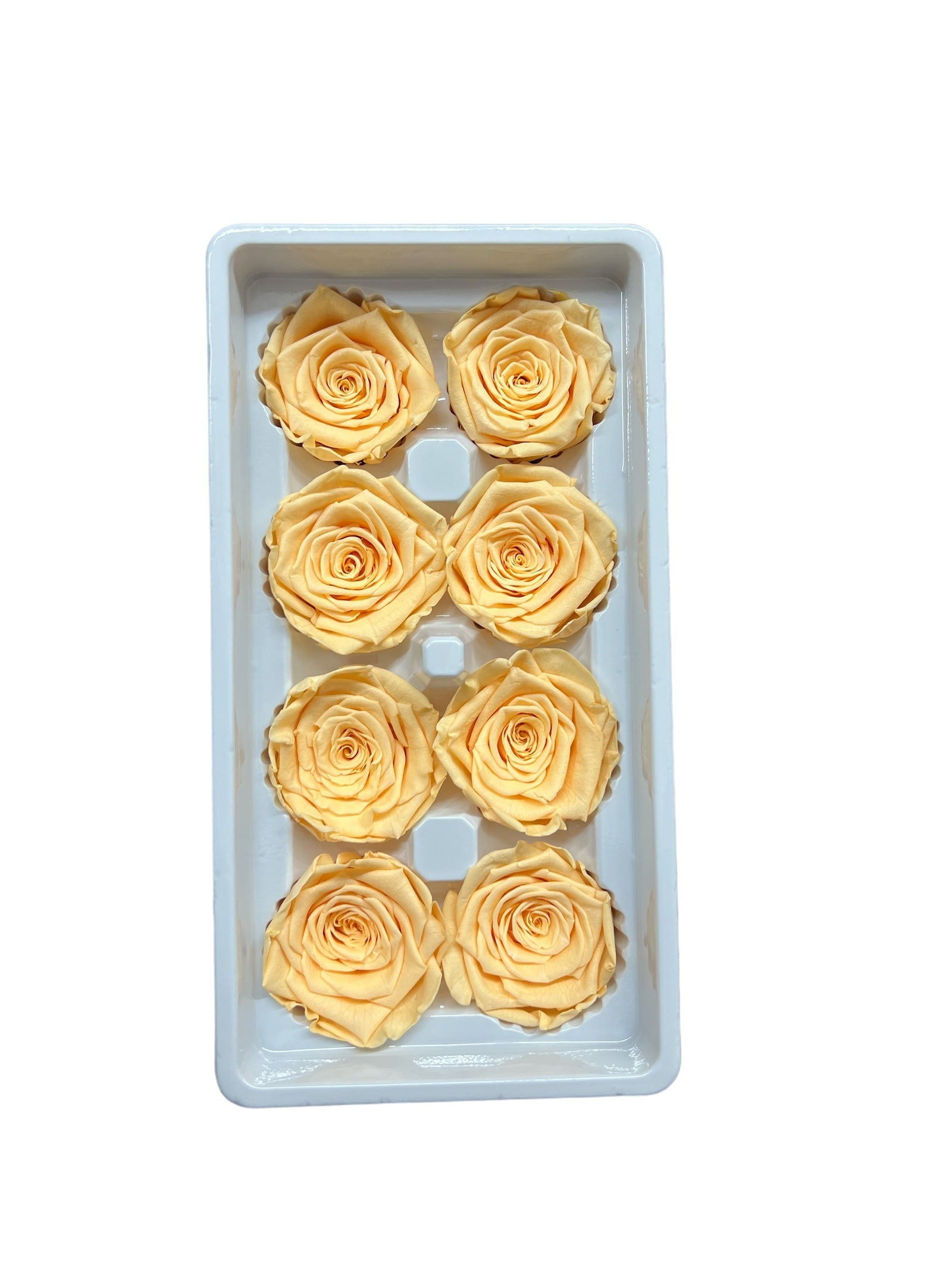 Trandafiri Criogenati 8/set