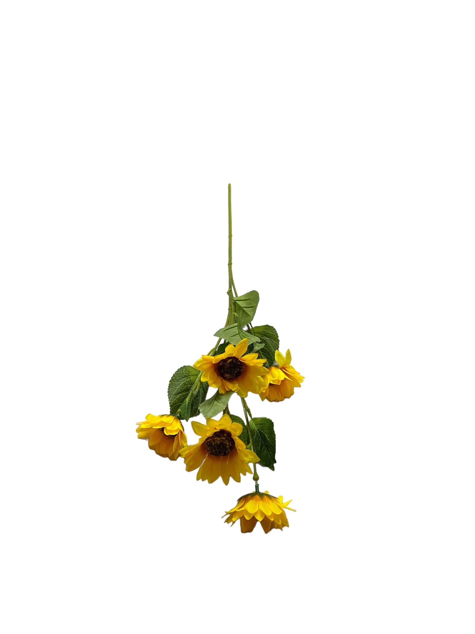 Photoroom_20240425_125920