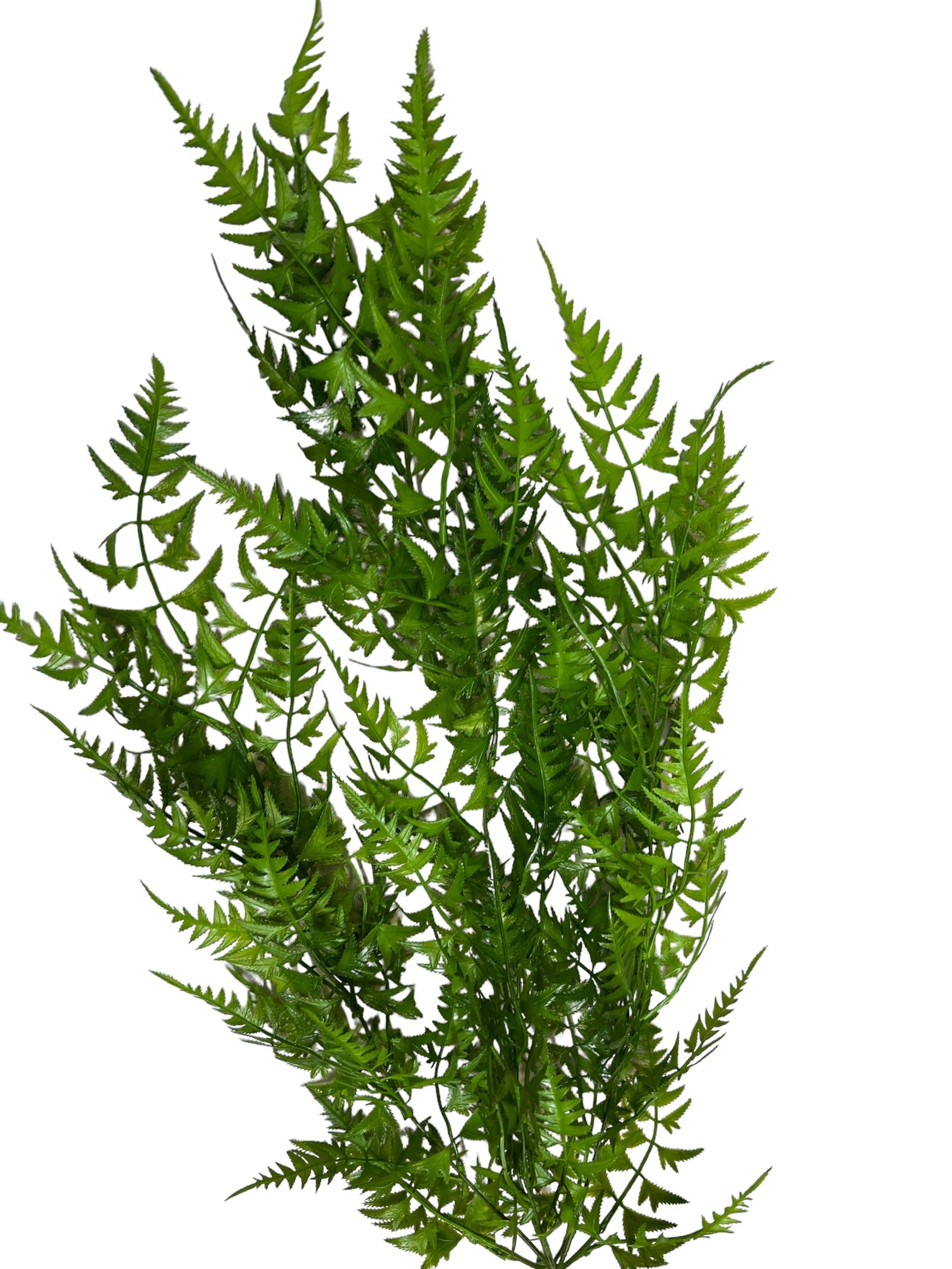 Photoroom_20240425_130927