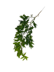 Photoroom_20240425_130632