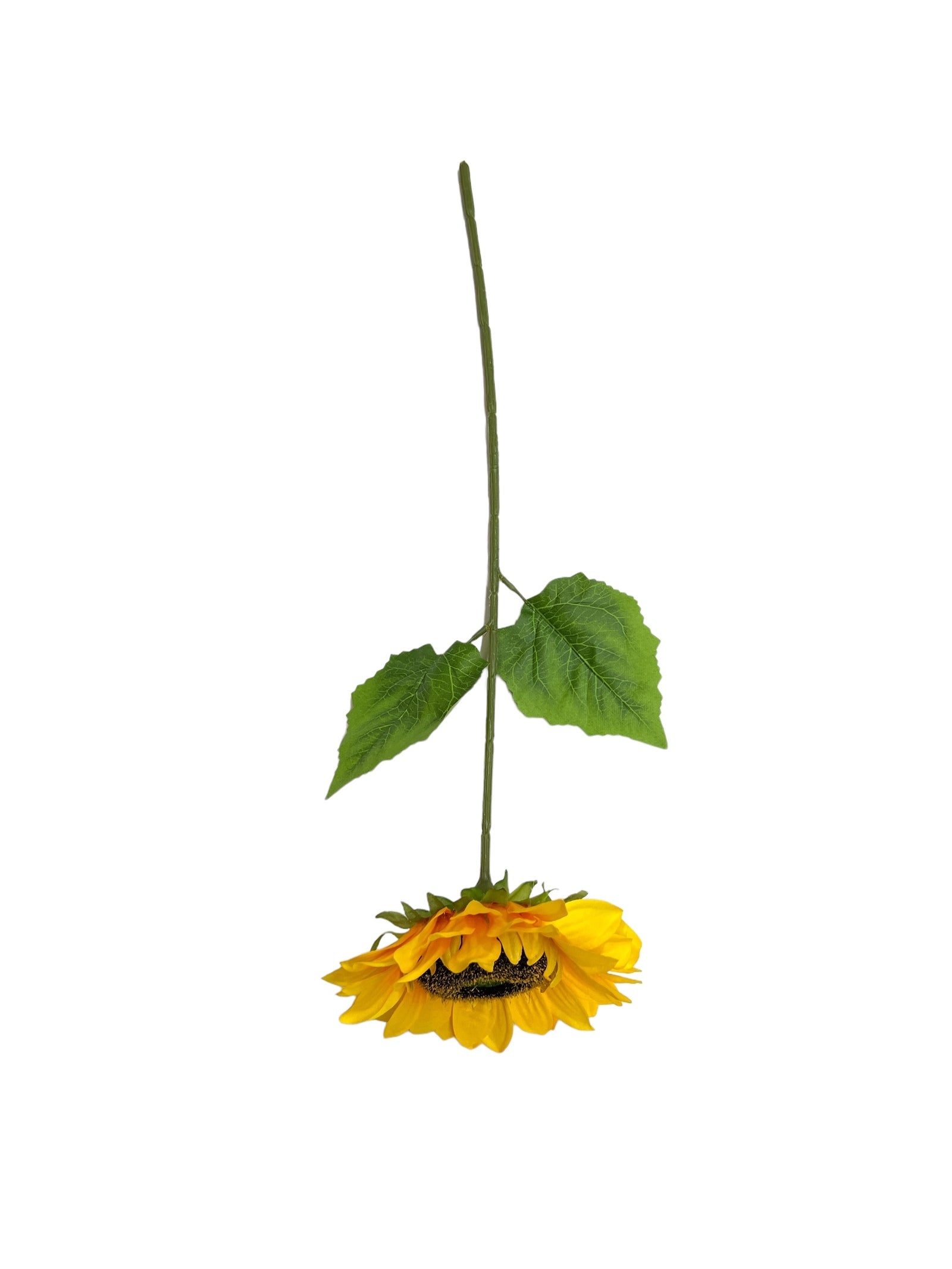 Photoroom_20240523_143709