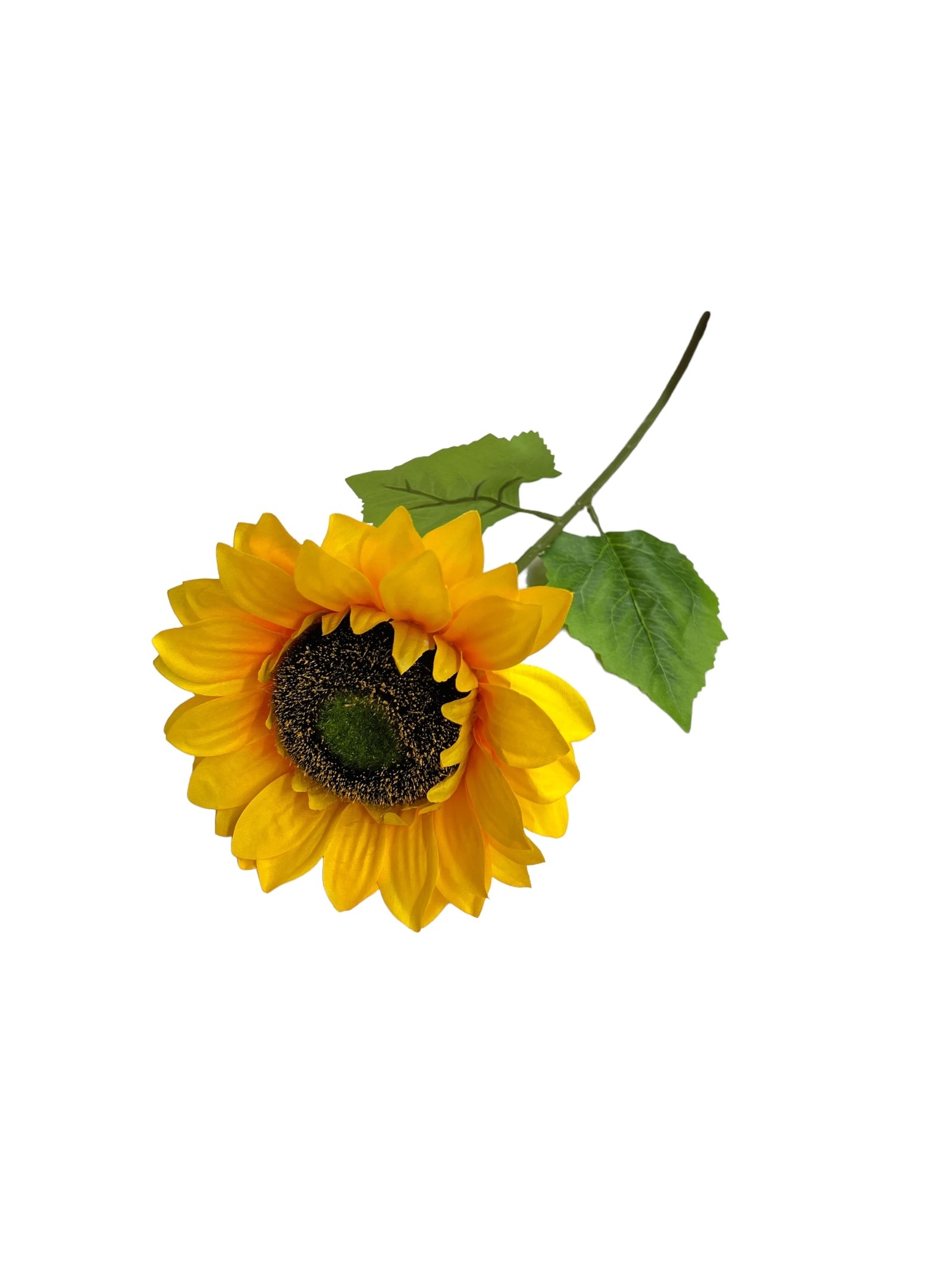 Photoroom_20240523_143801