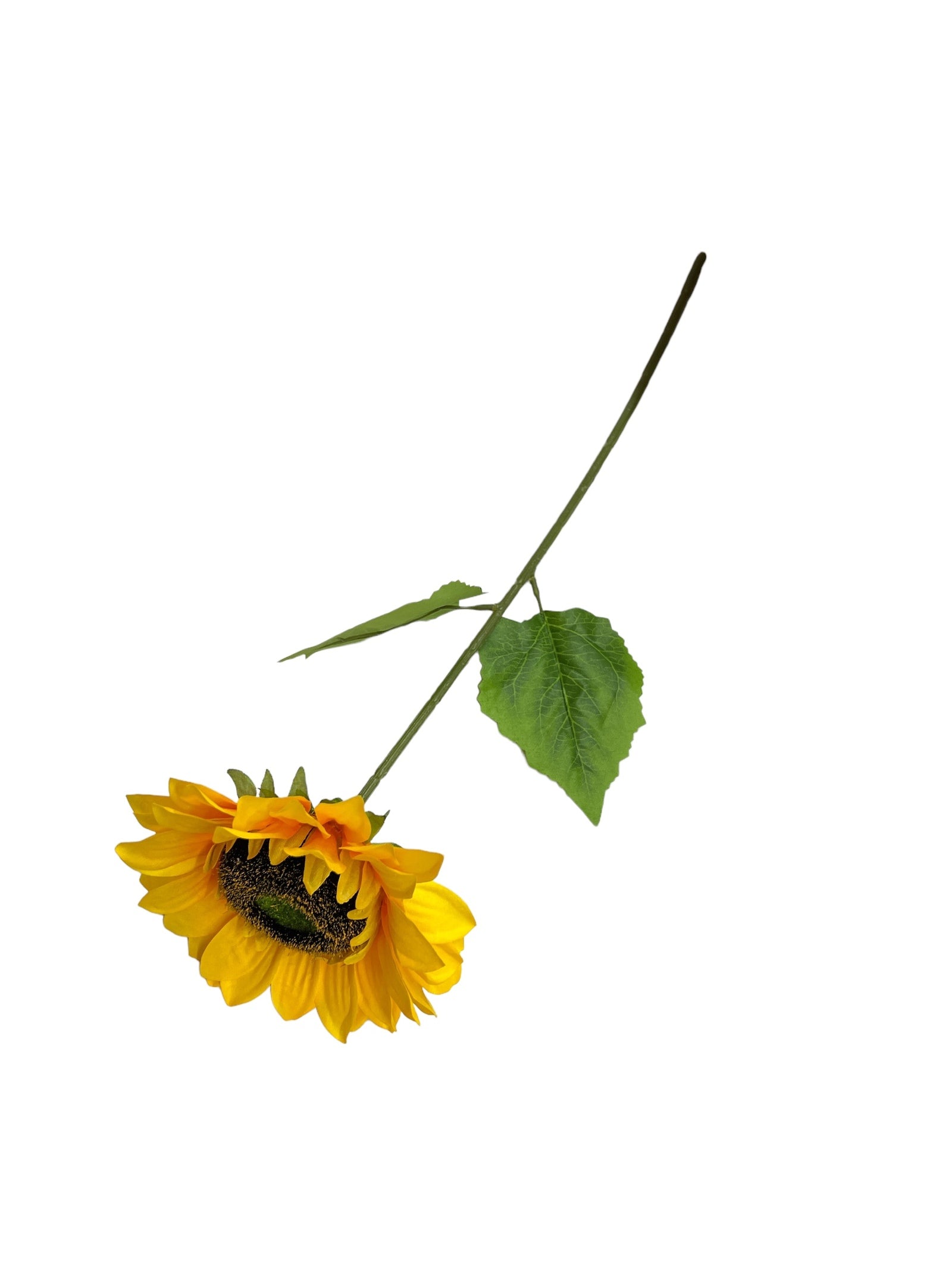 Photoroom_20240523_143829