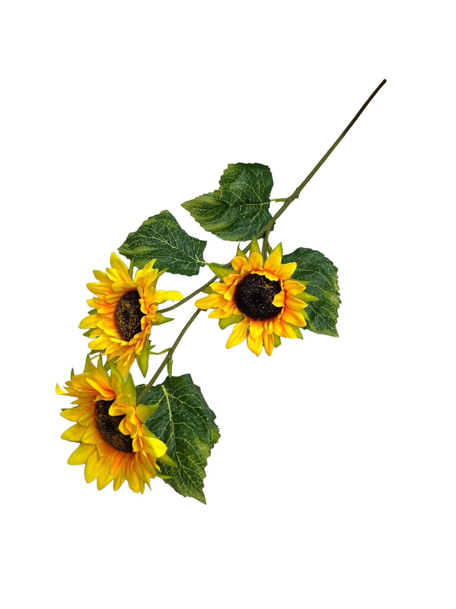 Photoroom_20240523_144125