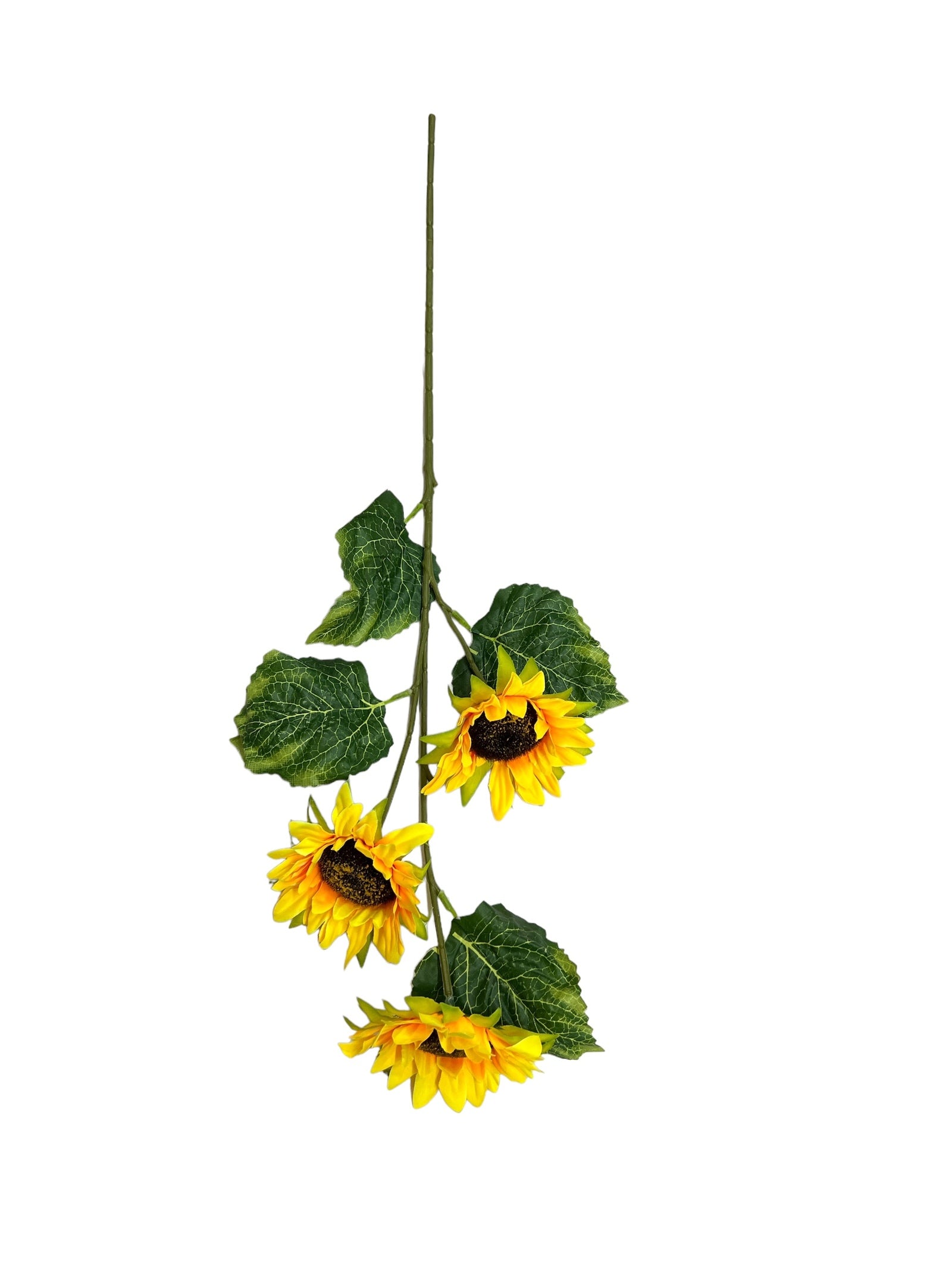 Photoroom_20240523_144205