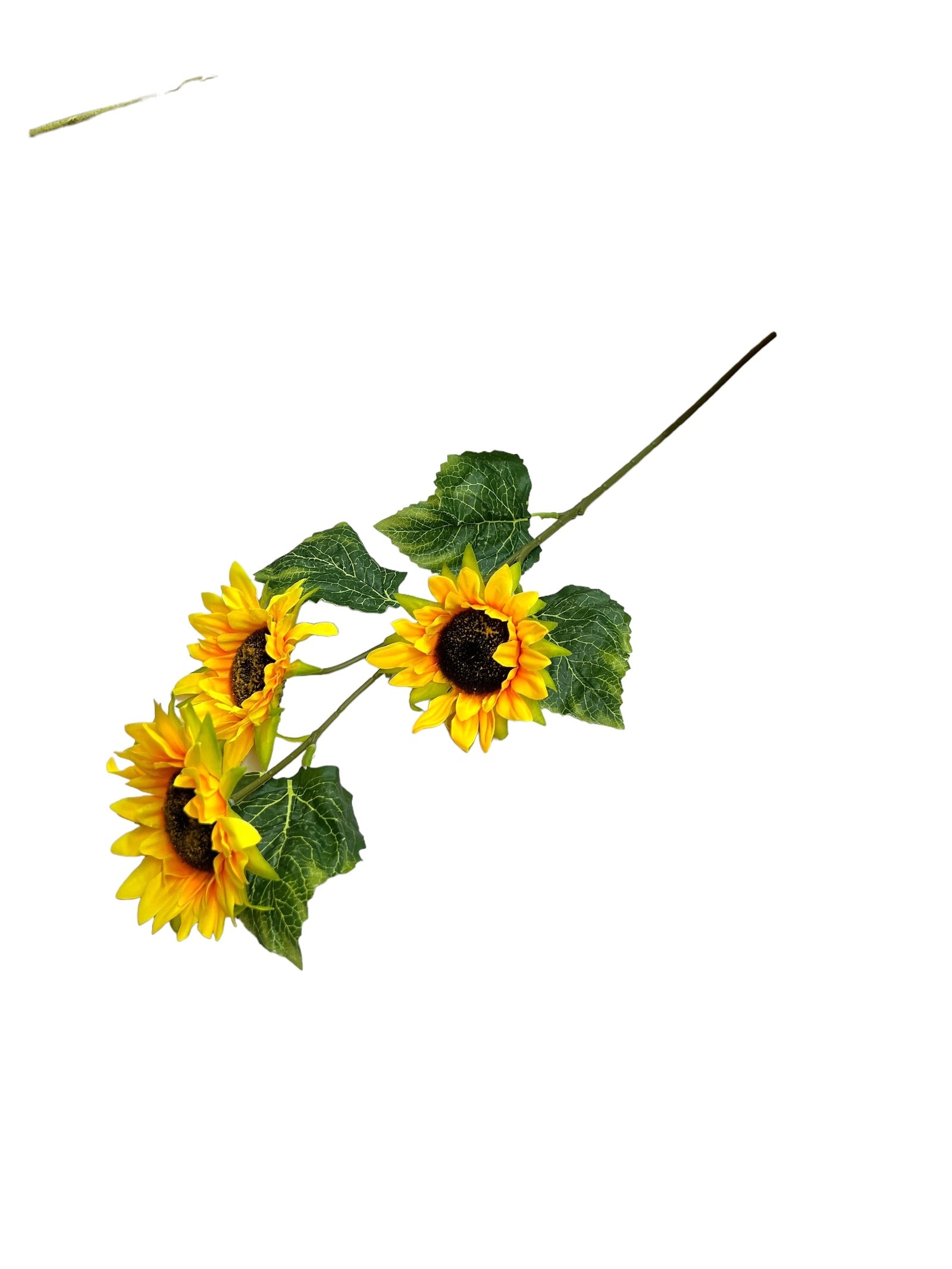 Photoroom_20240523_144255