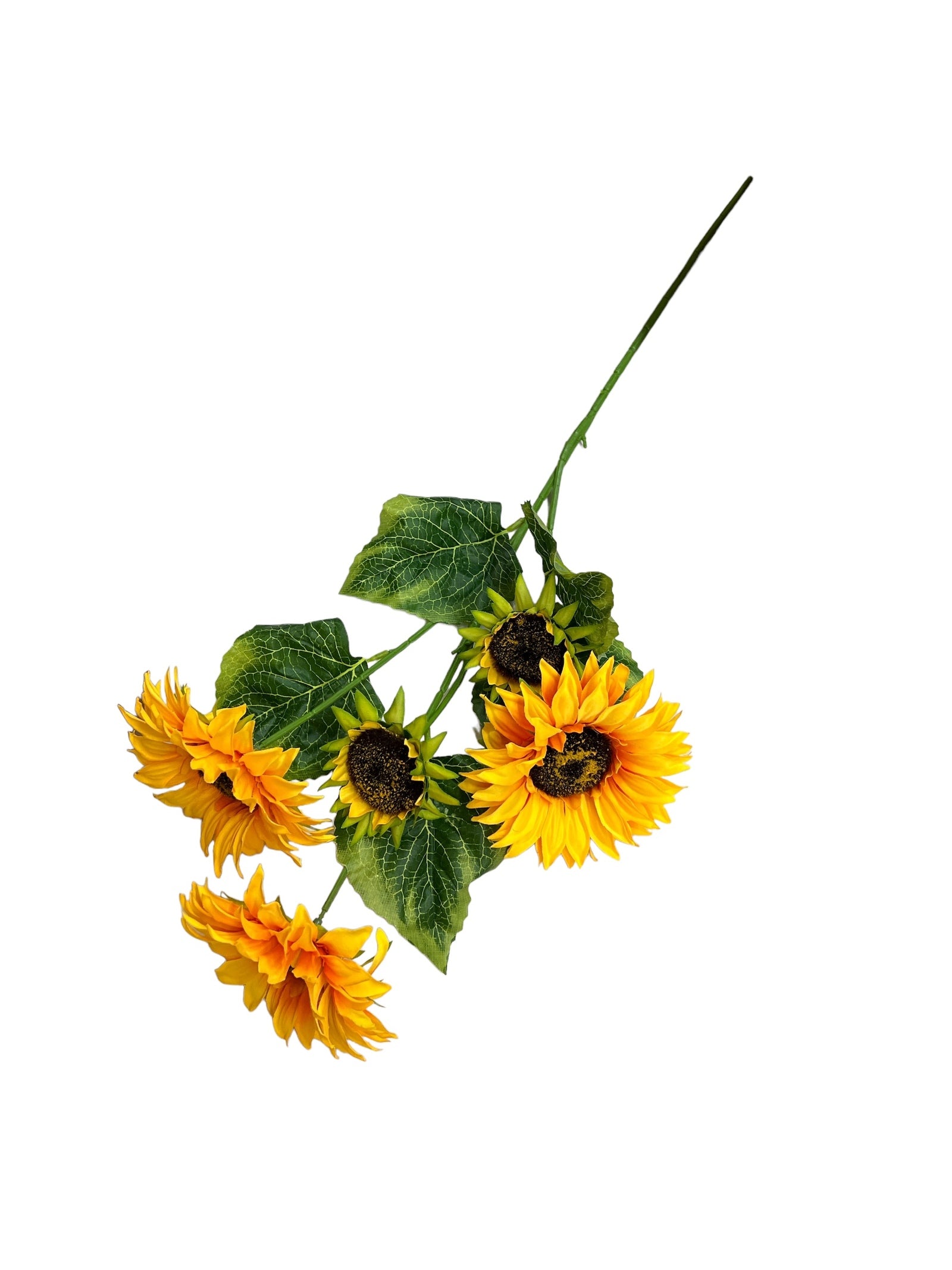 Photoroom_20240523_144050