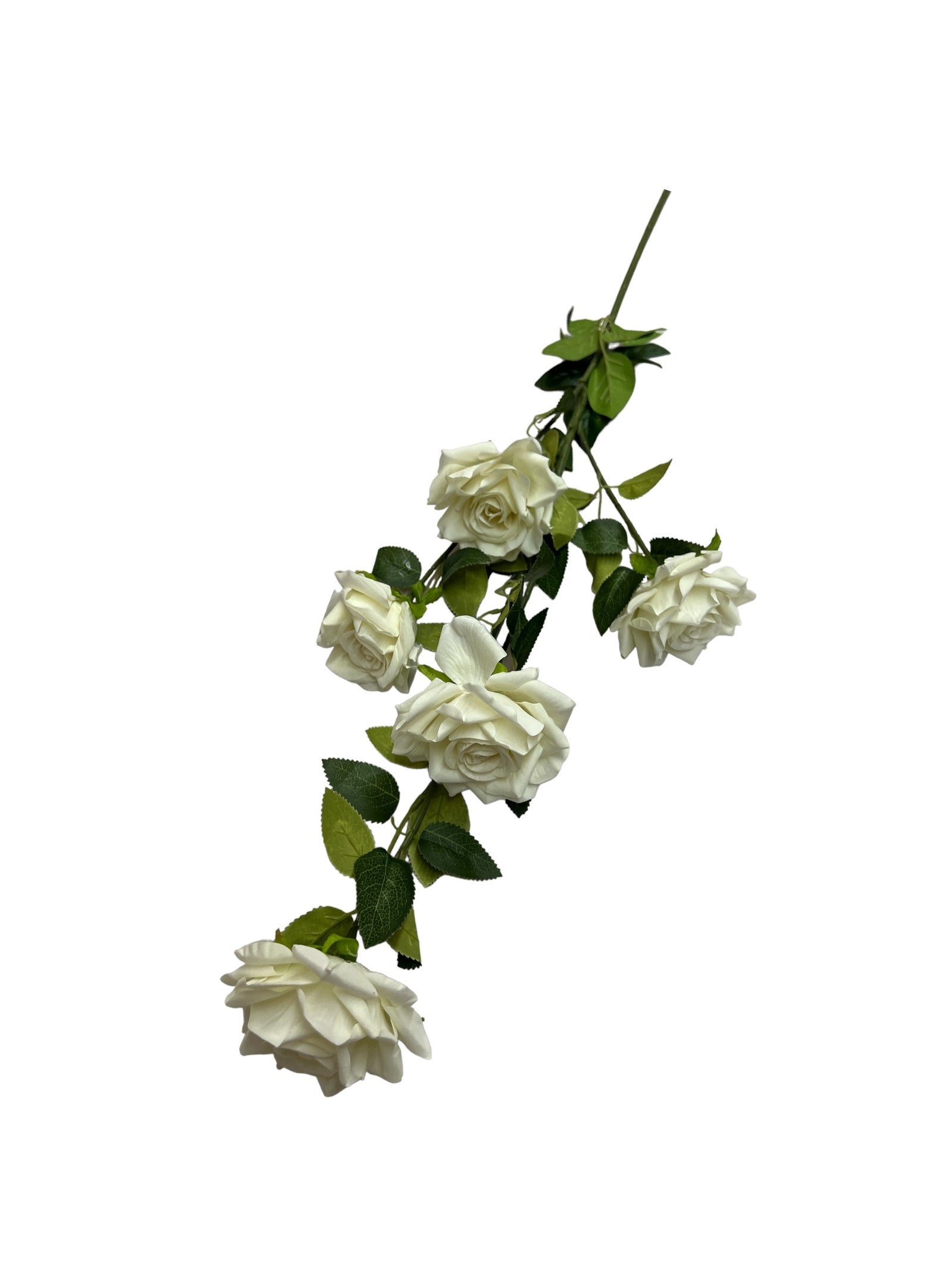 Photoroom_20240523_151538