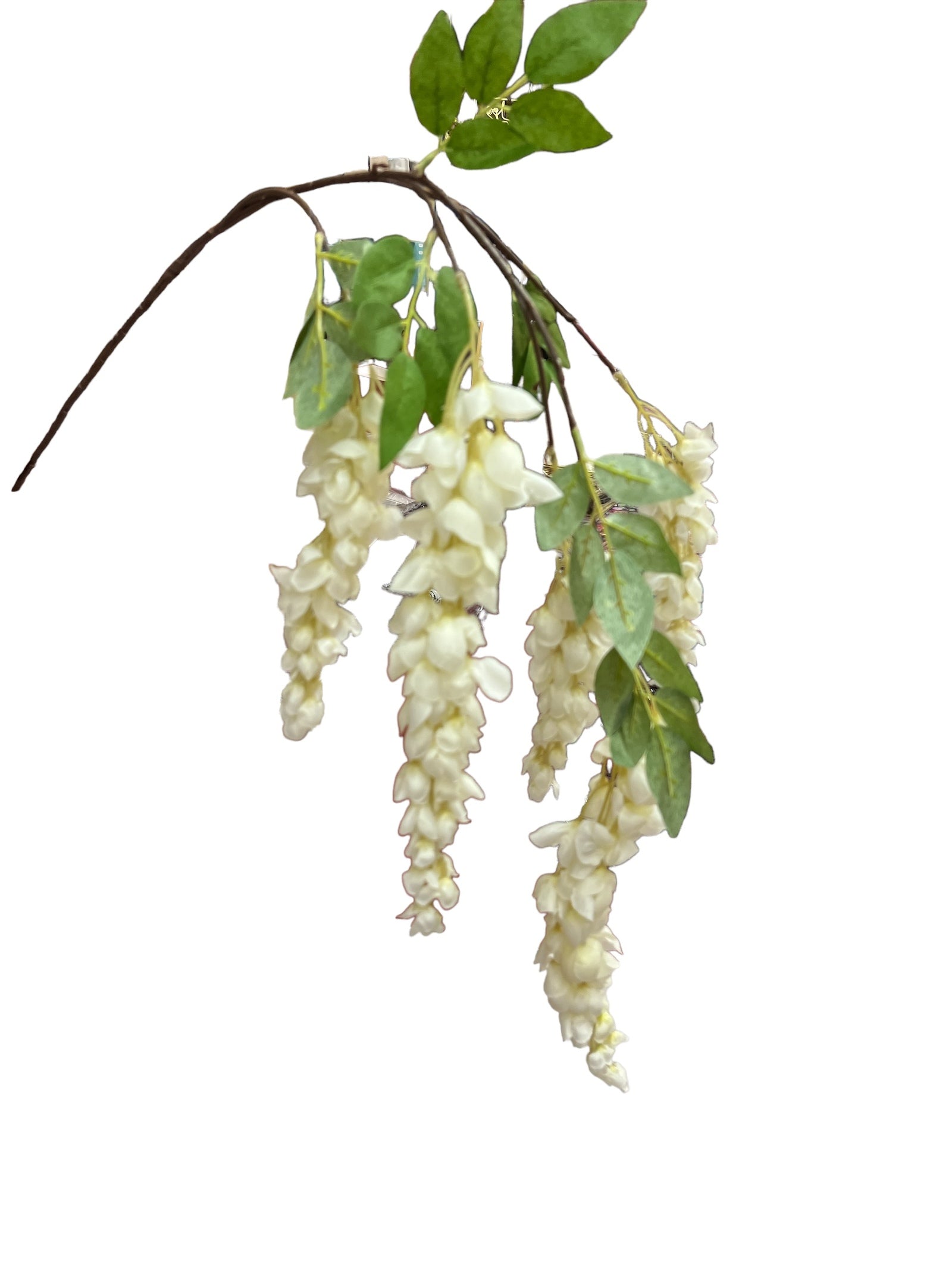 Photoroom_20240523_152801