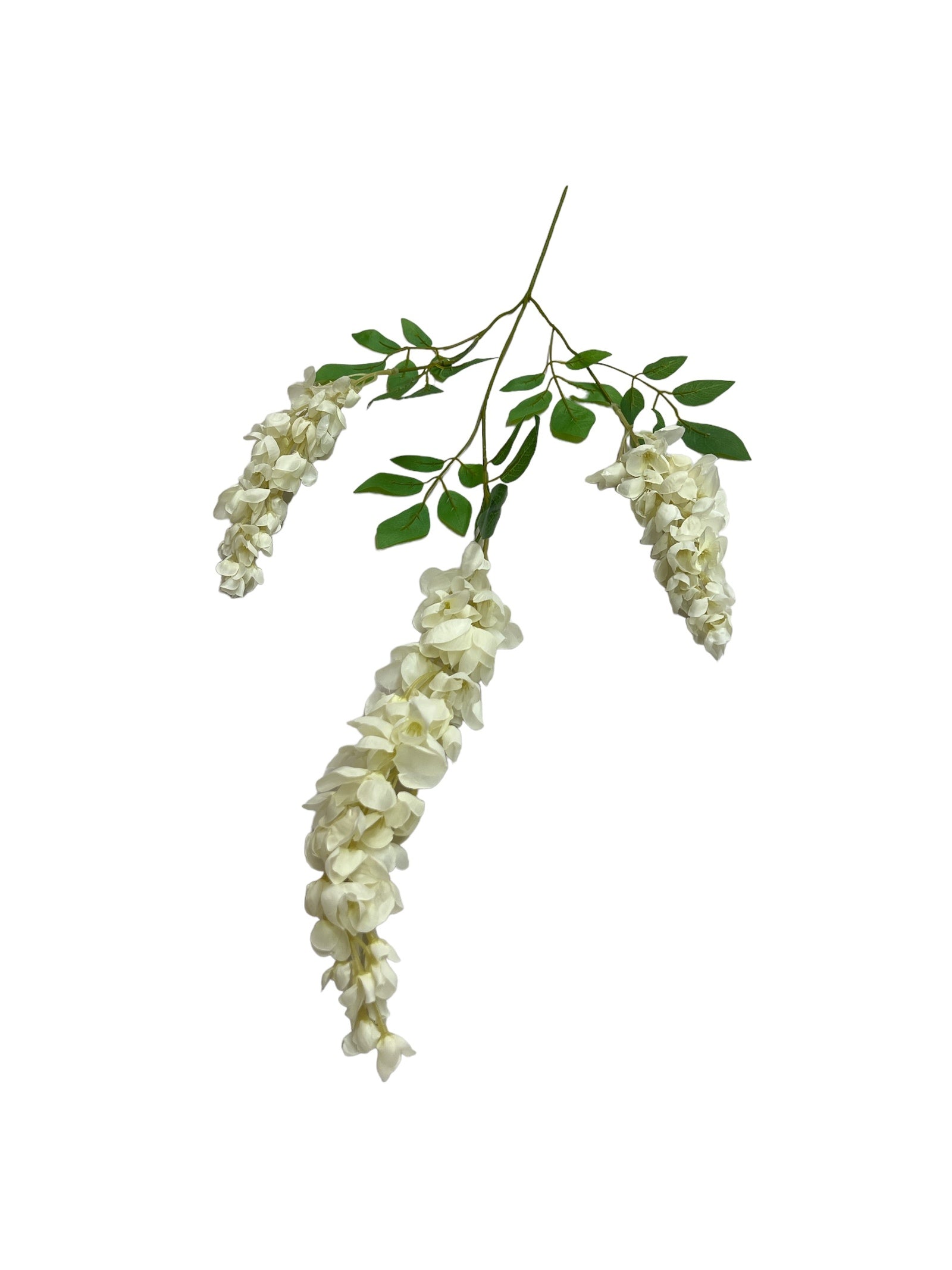 Photoroom_20240523_152726