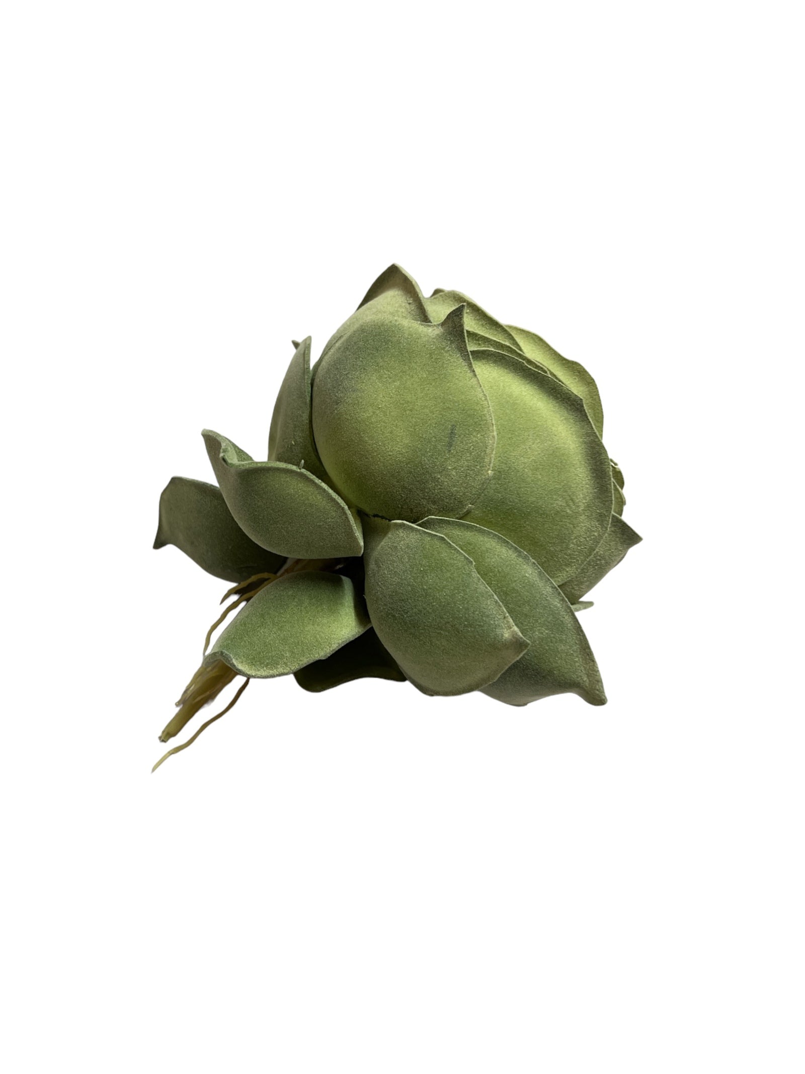 Photoroom_20240701_153401 2