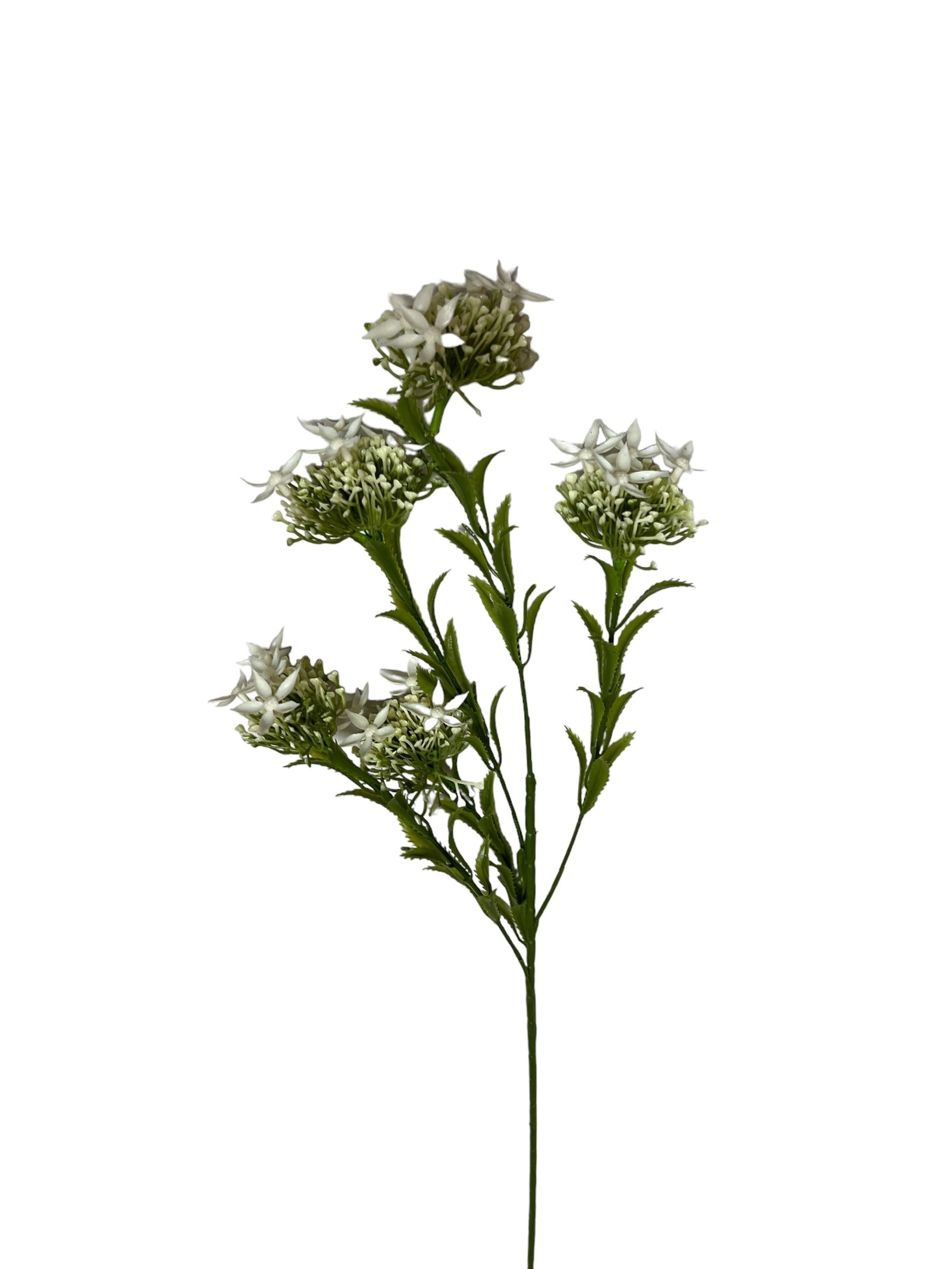 Photoroom_20240710_120812