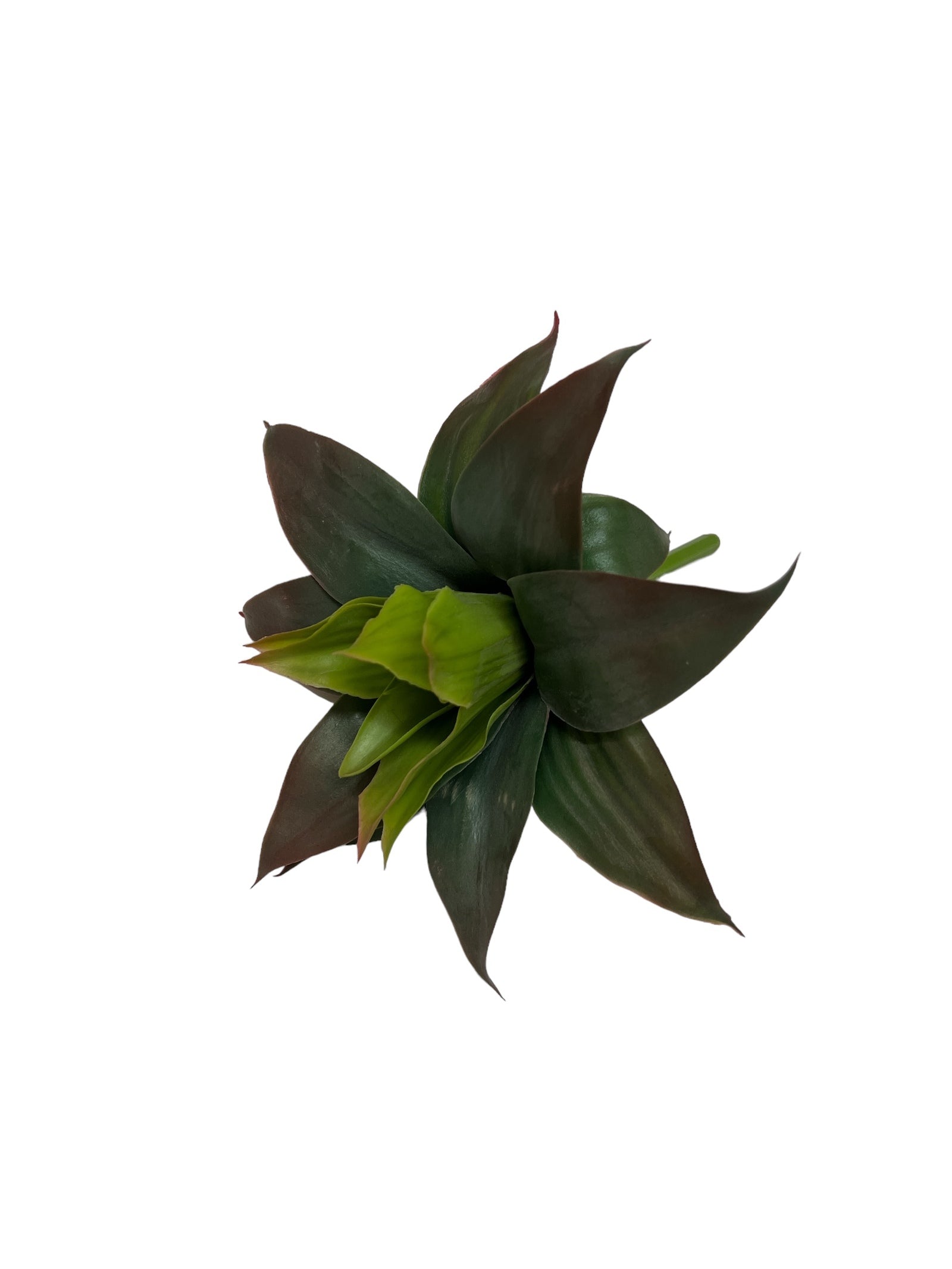 Photoroom_20240710_143733