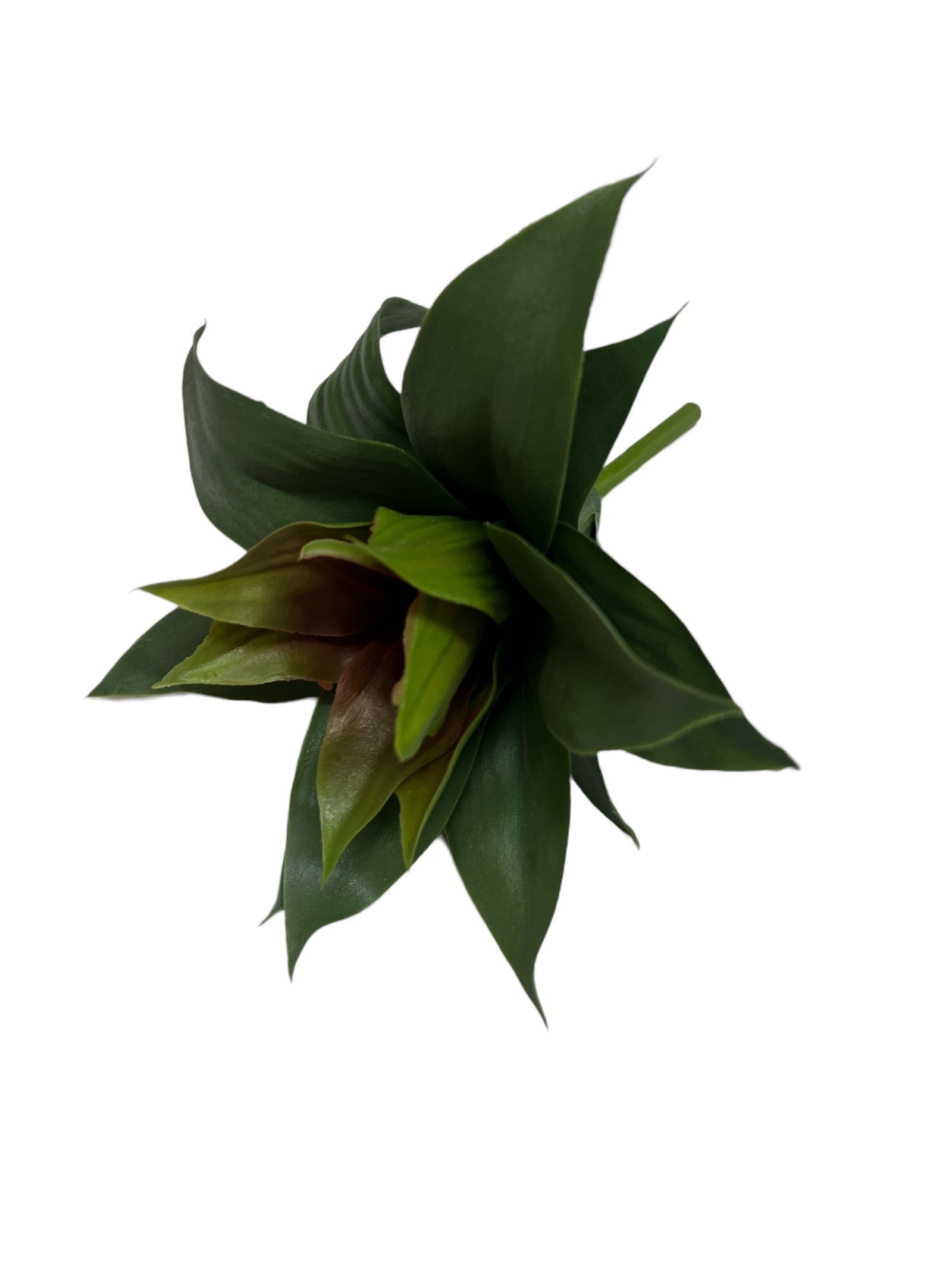 Photoroom_20240710_143823