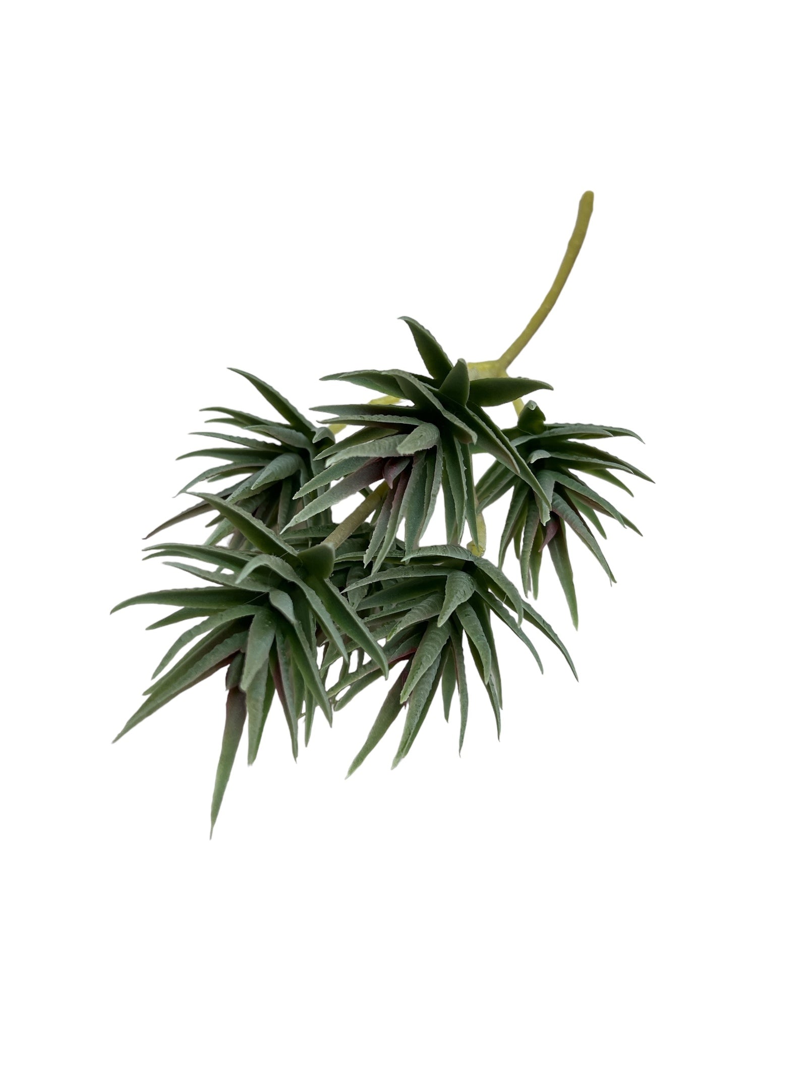 Photoroom_20240710_144324