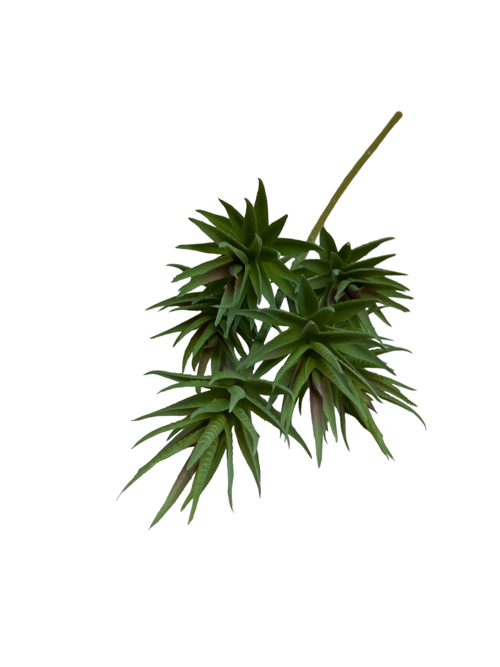 Photoroom_20240710_144402