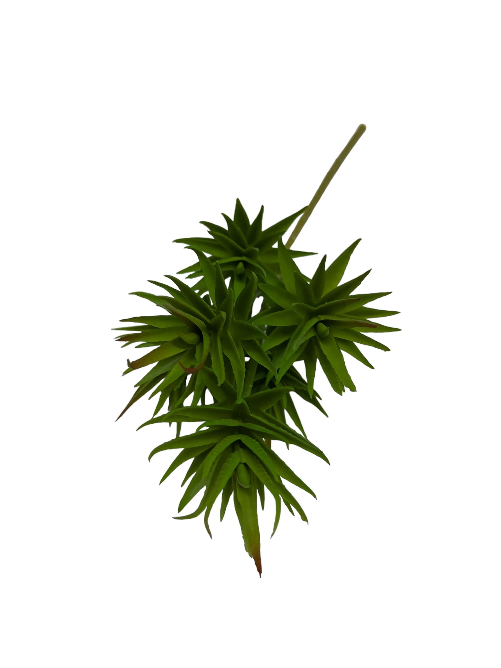 Photoroom_20240710_144714